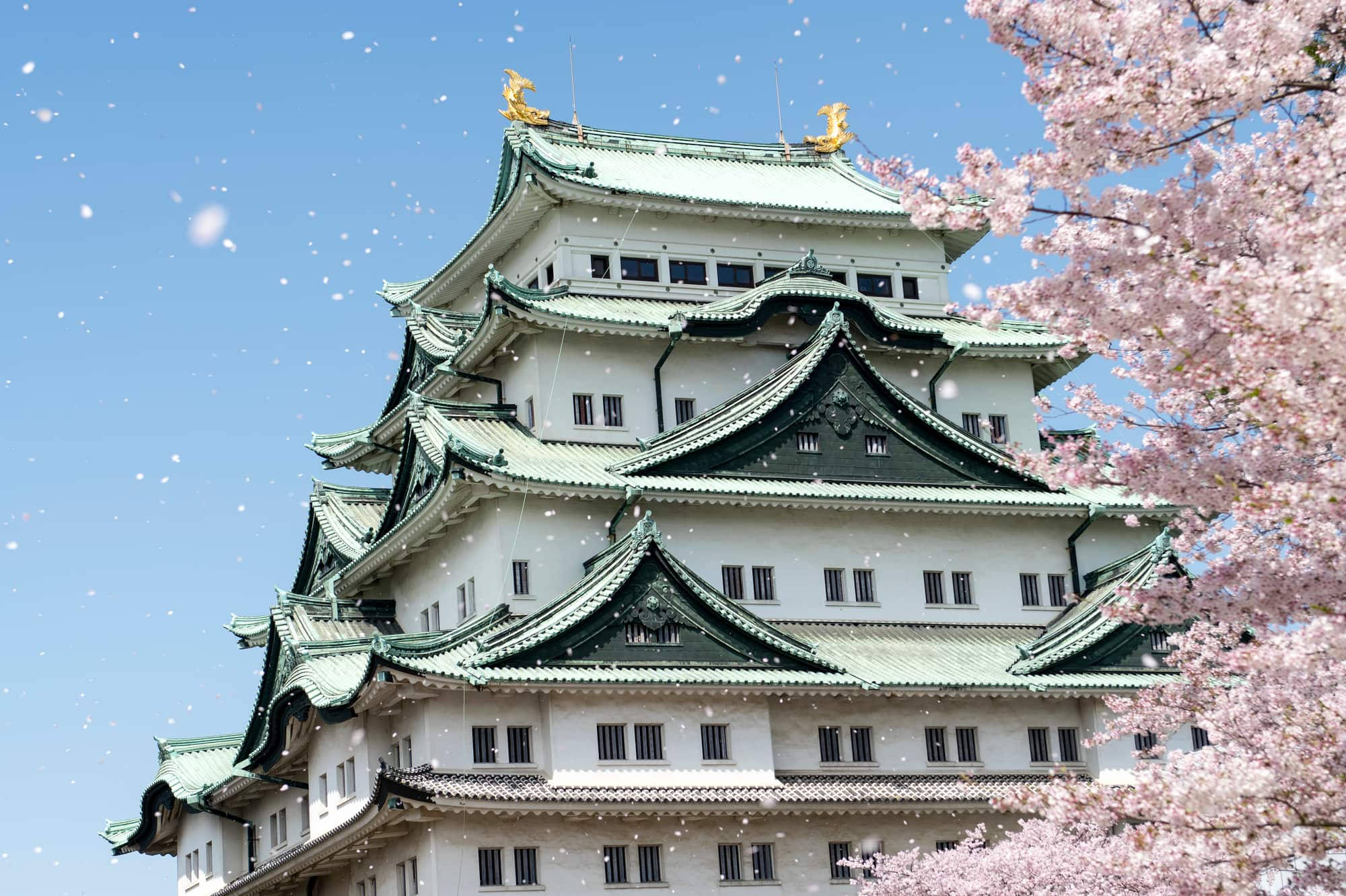 Nagoya 桌布 壁紙 — 一座雄偉的日本城堡，擁有綠色瓦片屋頂，矗立在清澈的藍天下，被盛開的粉紅色櫻花環繞。