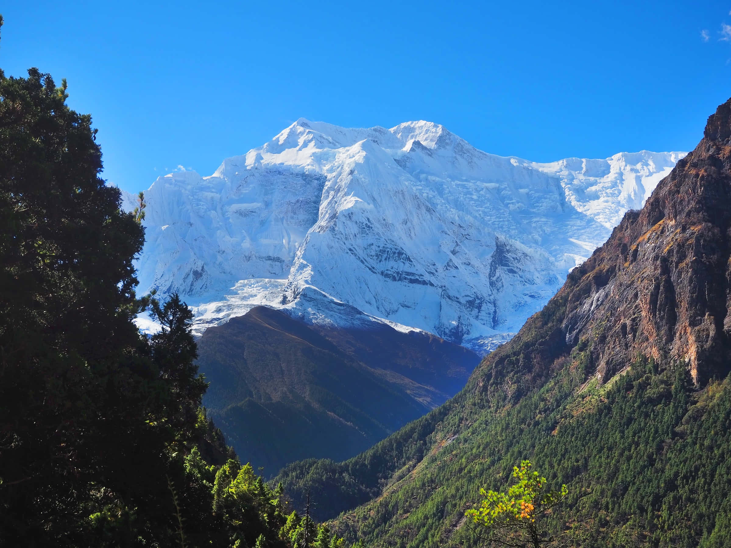 山景 桌布 壁紙 — 一座雄偉的雪山在晴朗的藍天下巍然聳立，四周環繞著鬱鬱蔥蔥的森林覆蓋的山坡。