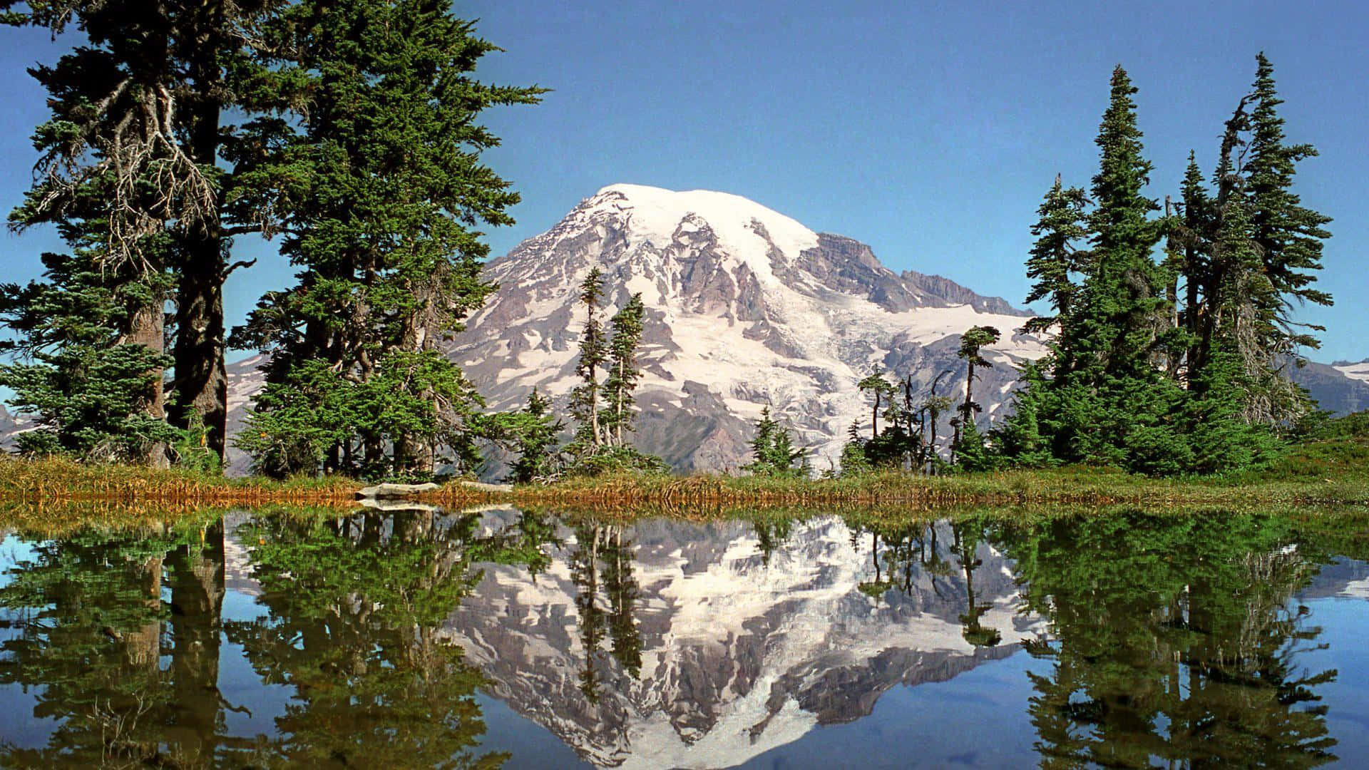Montana 桌布 壁紙 — 一座雄偉的雪山完美倒映在寧靜的高山湖泊中，周圍是高聳的常綠樹木，天空清澈湛藍。