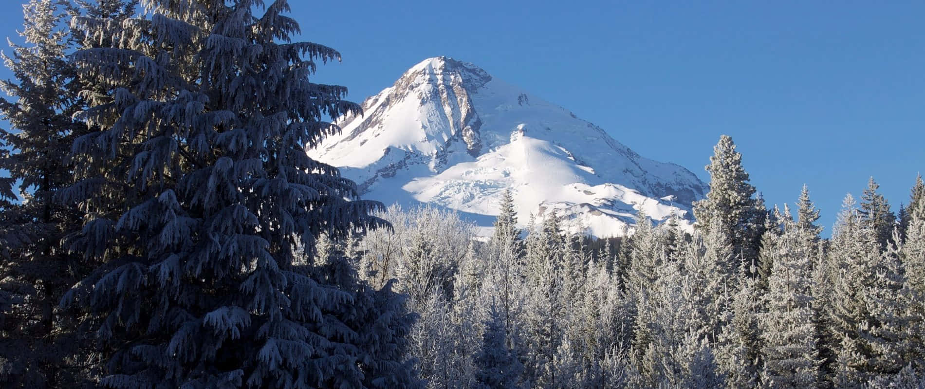 Mount Hood 桌布 壁紙 — 一座雄偉的雪山聳立在霜凍覆蓋的常青樹林之上，背景是清澈的藍天。