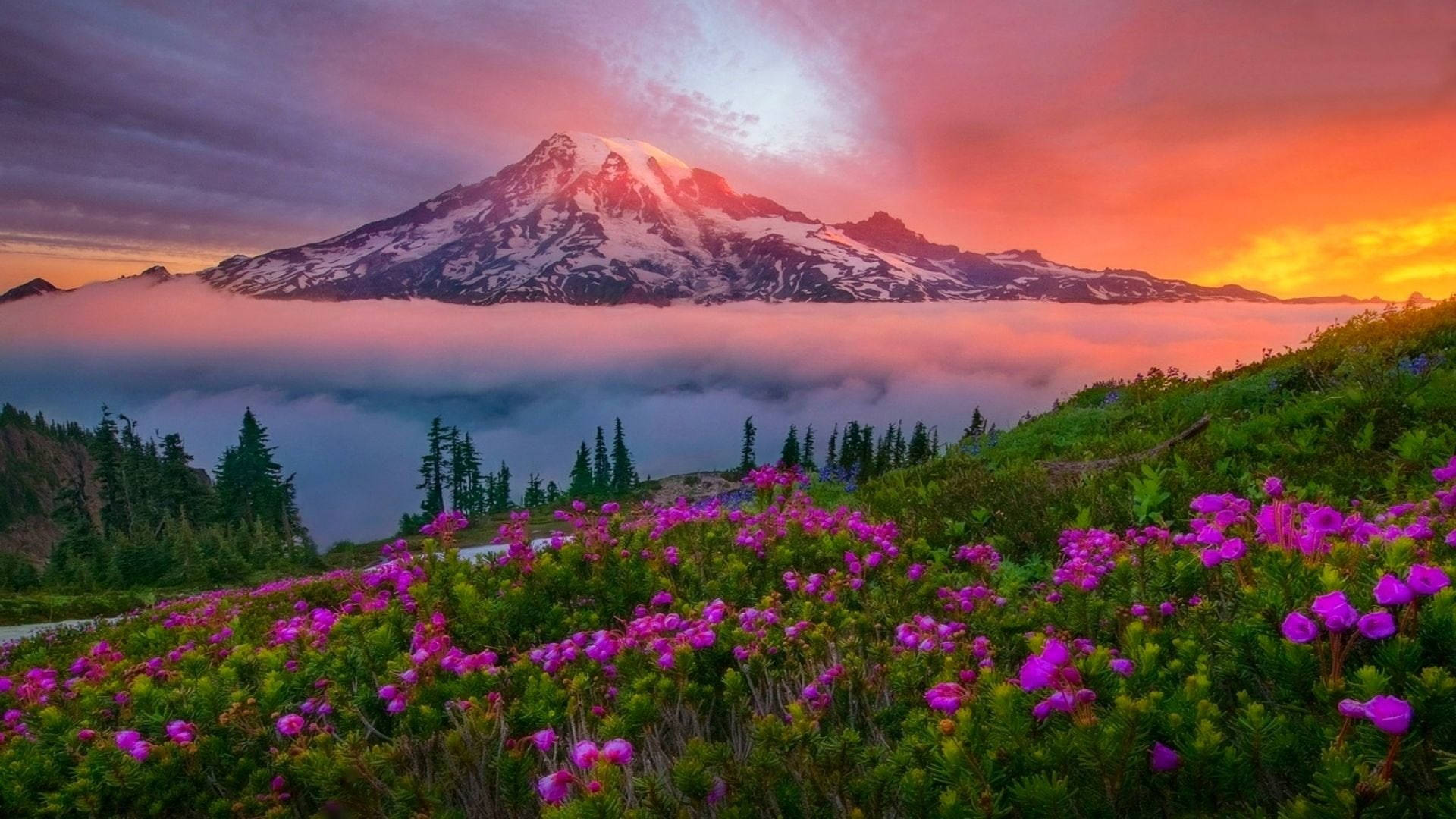 Washington 桌布 壁紙 — 一座雪山在日落時分升起在雲海之上，前景中盛開著鮮豔的紫色花朵。
