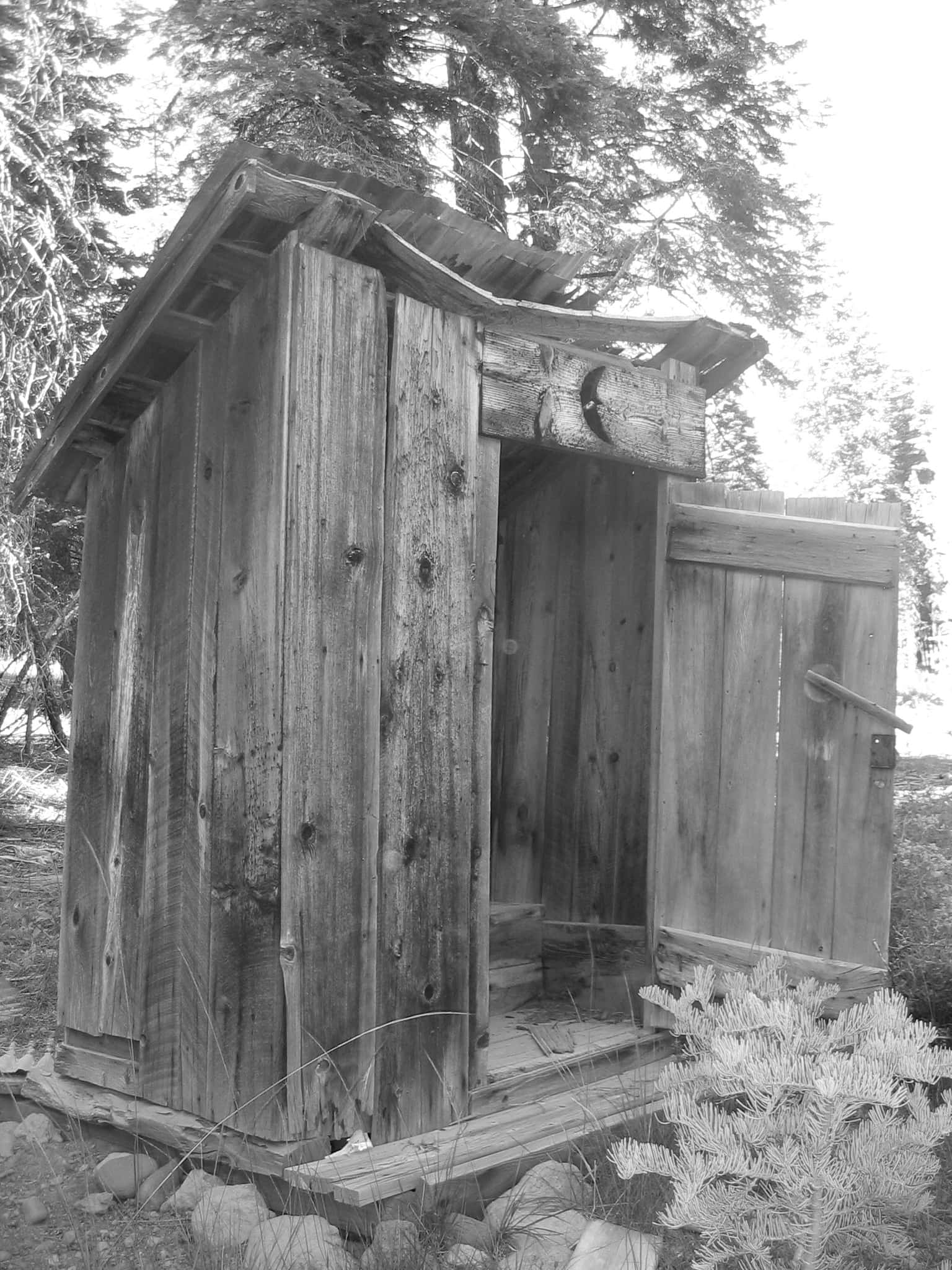 Outhouse 桌布 壁紙 — 一座風化的木製戶外廁所獨自矗立在森林中，周圍環繞著松樹和蕨類植物，以黑白呈現。