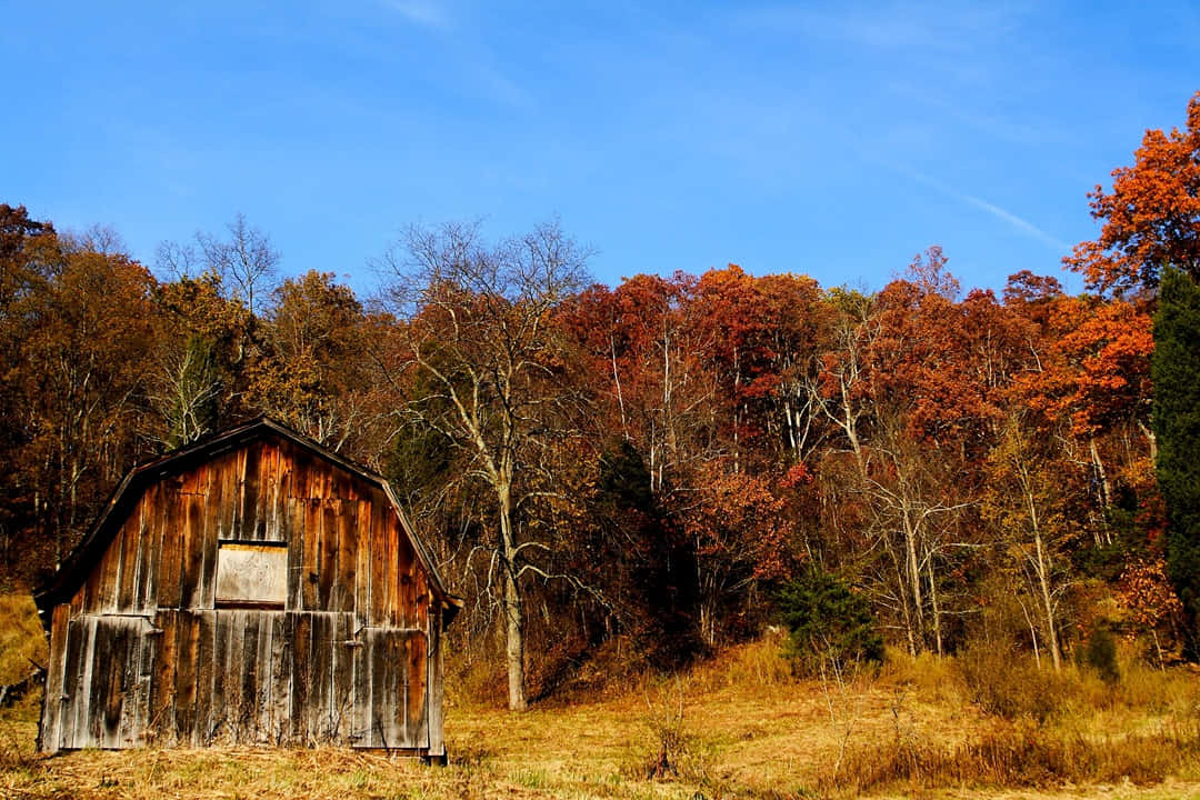 Fall Barn 桌布 壁紙 — 一座風化的木製穀倉孤零零地矗立在田野中，秋天的樹木在晴朗的藍天下綻放出火紅、橙黃的色彩。