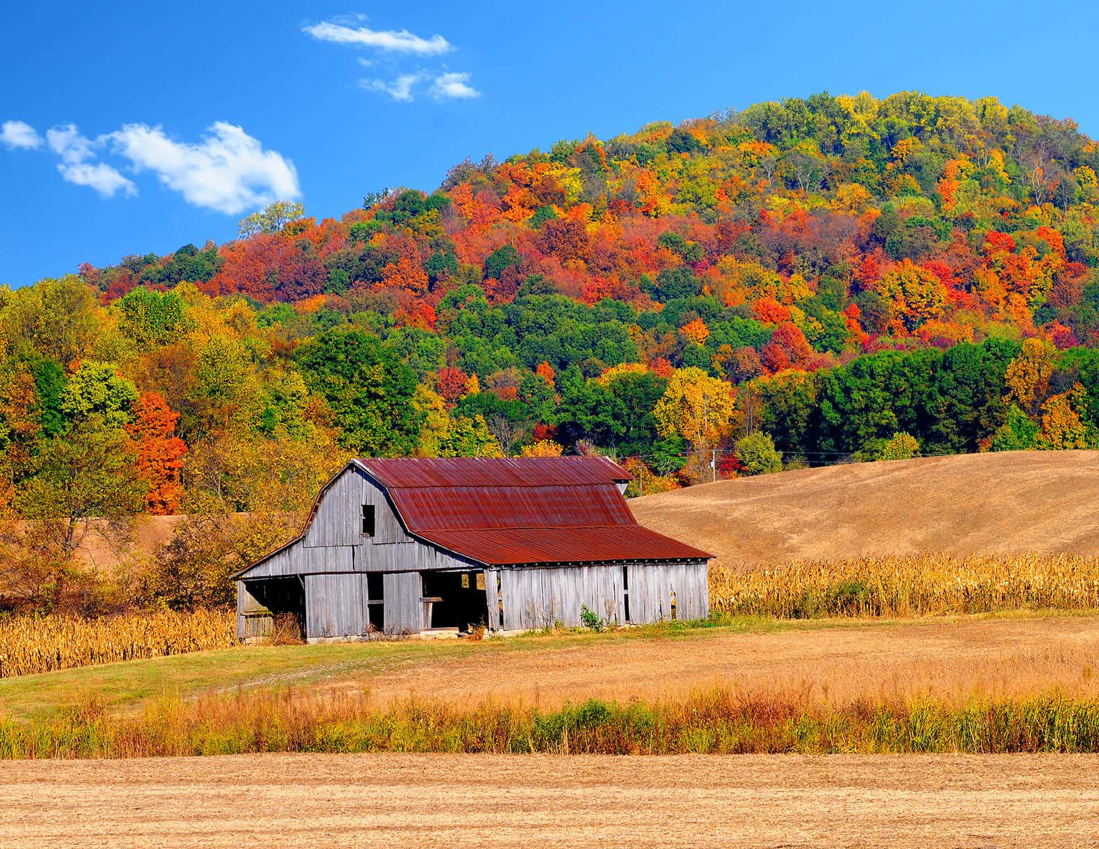 Fall Country 桌布 壁紙 — 一座風化的木製穀倉帶有生鏽的屋頂，矗立在金色的田野中，前方是秋葉如火的山坡，上方是清澈的藍天。