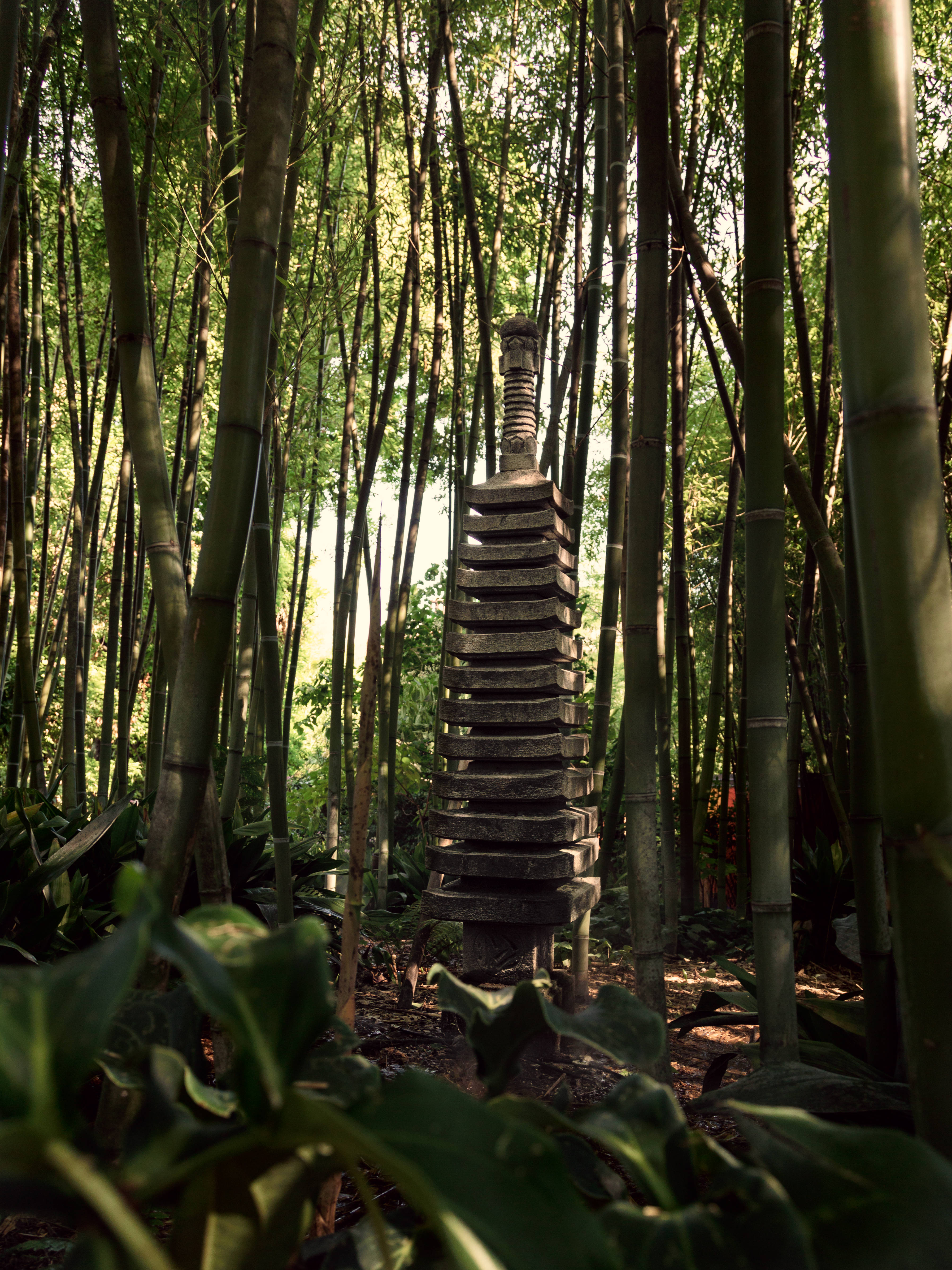 Bamboo 桌布 壁紙 — 一座風化的石佛塔靜靜地矗立在茂密的竹林之中，斑駁的陽光透過綠色樹冠灑落下來。