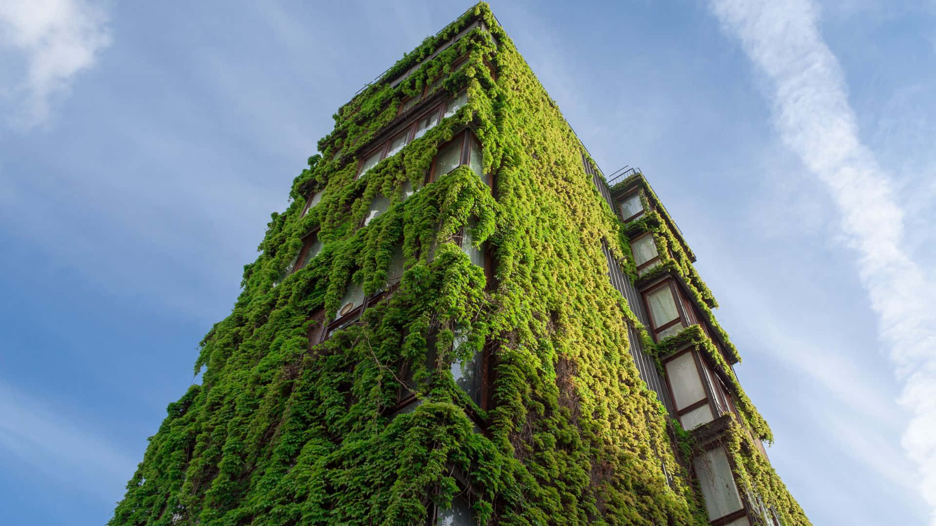 Green Buildings 桌布 壁紙 — 一座高聳的建築物被茂密的綠色常春藤覆蓋，映襯著明亮的藍天和縷縷白雲。