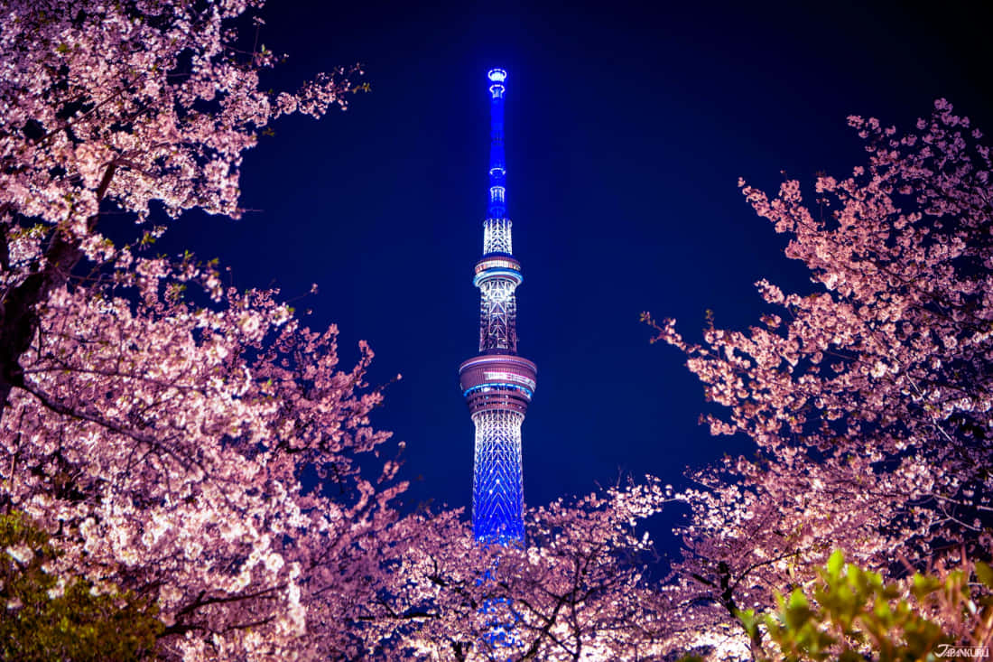 Tokyo Japan 桌布 壁紙 — 一座高聳的藍色東京晴空塔刺穿深邃的夜空，周圍環繞著發光的粉紅色櫻花。