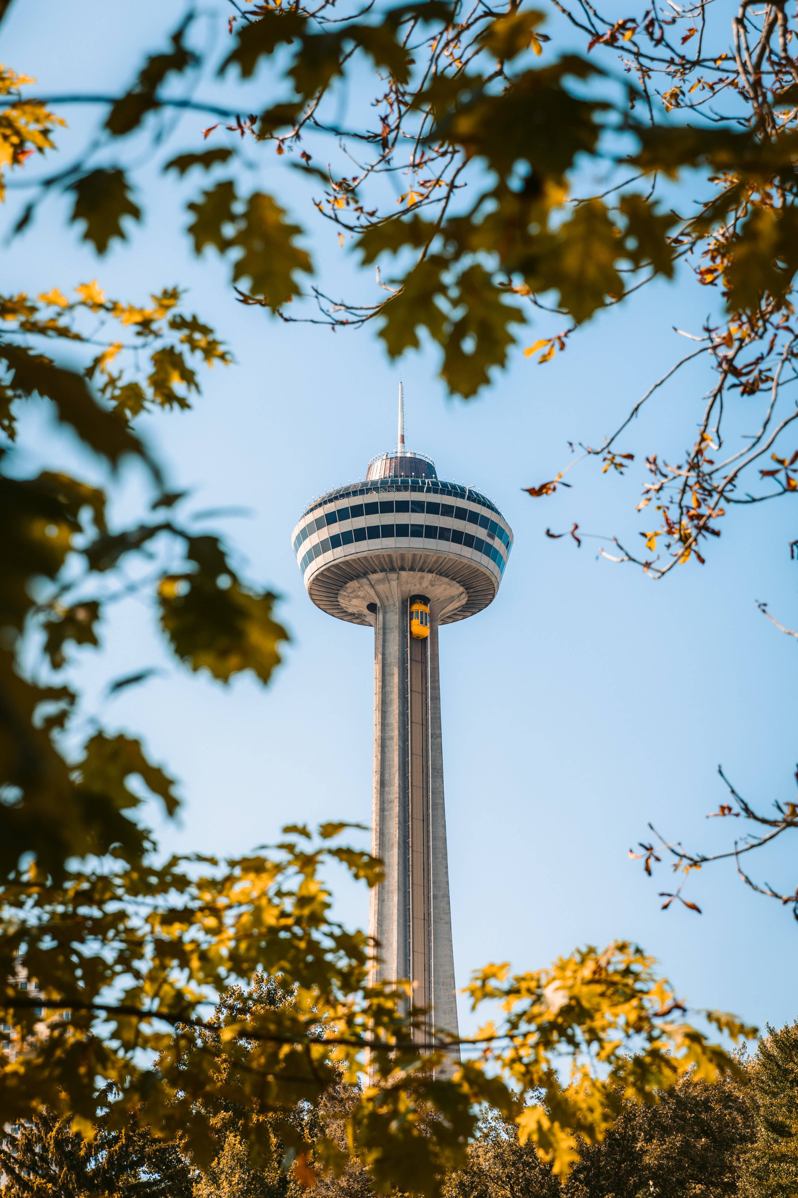 Ontario 桌布 壁紙 — 一座高聳的觀景塔穿過金黃色的秋葉，映襯著清澈的藍天。