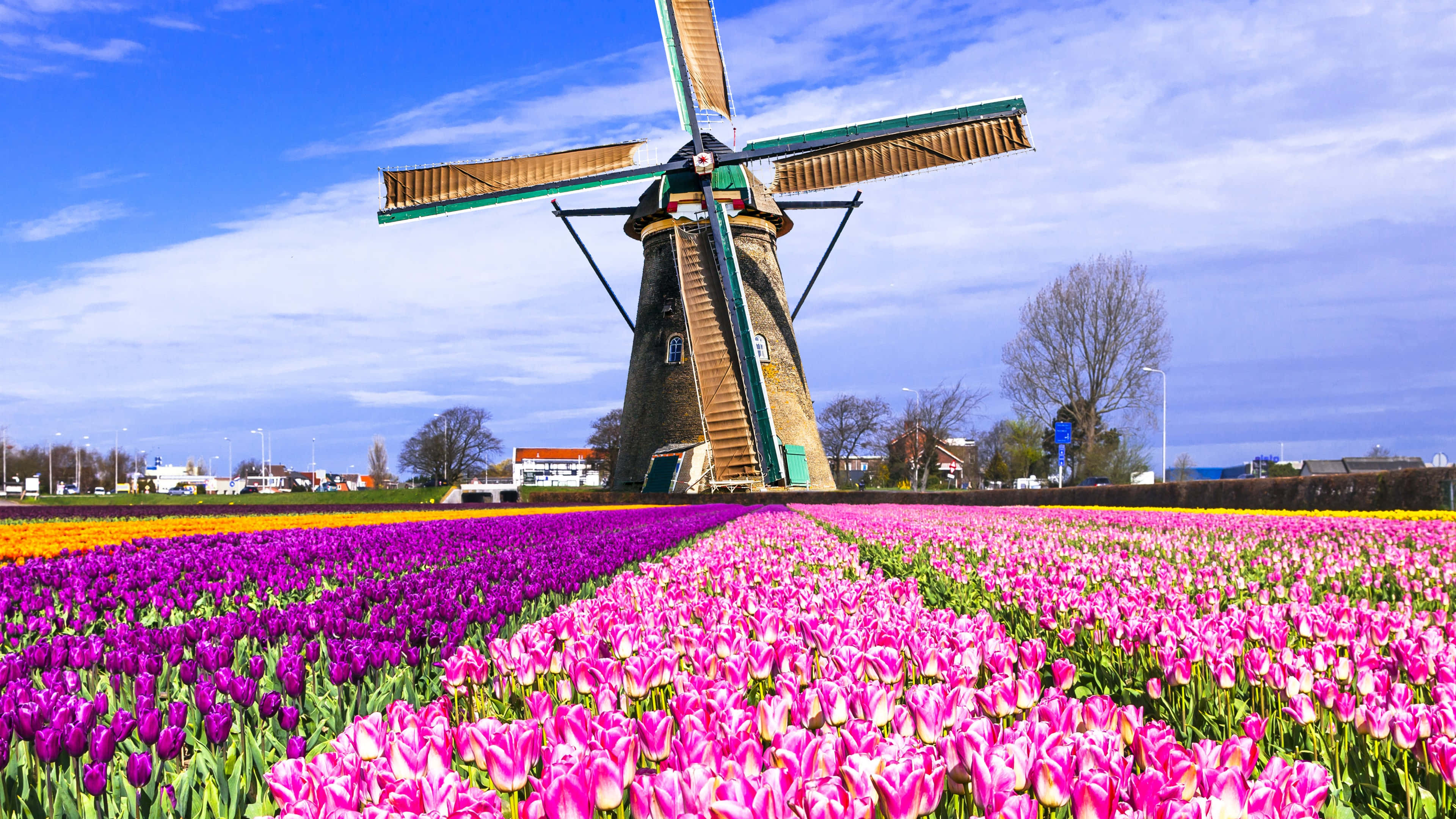 Tulip Field 桌布 壁紙 — 一座高聳的風車自豪地矗立在鮮豔的粉紅色和紫色鬱金香花田後方，背景是明亮的藍天和散落的雲朵。