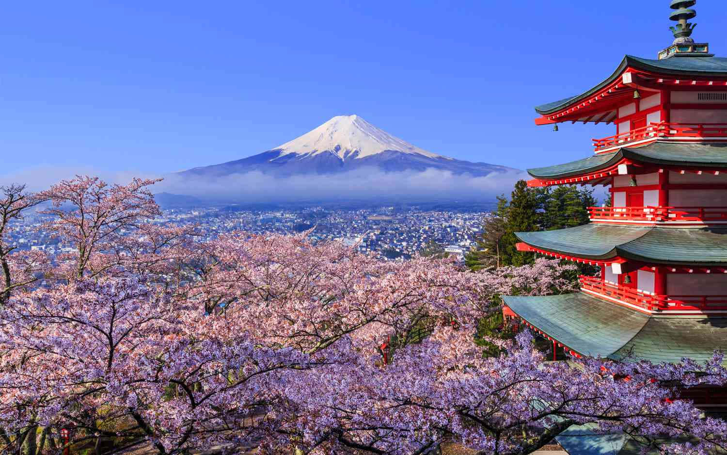 Tokyo Japan 桌布 壁紙 — 一座鮮紅色的寶塔矗立在粉紅色的櫻花之中，白雪覆蓋的富士山在晴朗藍天下的城市後方升起。