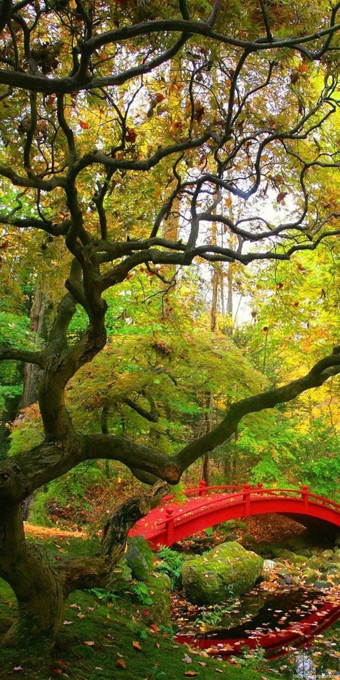 自然 桌布 壁紙 — 一座鮮紅色的拱橋橫跨長滿苔蘚的小溪，上方是纏繞的樹枝和金色的秋葉組成的樹冠。