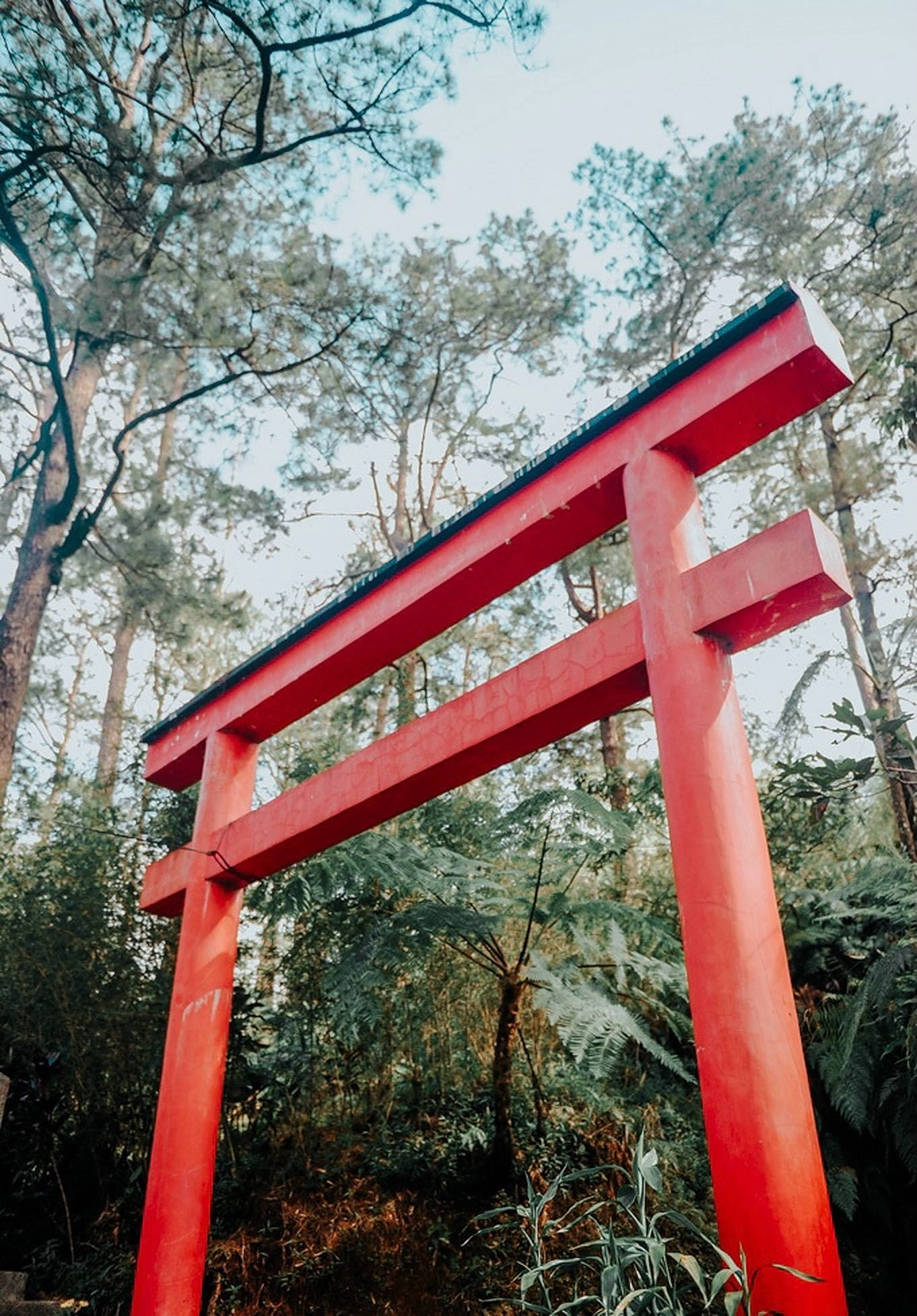 Torii 桌布 壁紙 — 一座鮮紅色的日本鳥居高高聳立在茂密的綠色森林中，周圍有高大的樹木和蕨類植物，天空柔和。