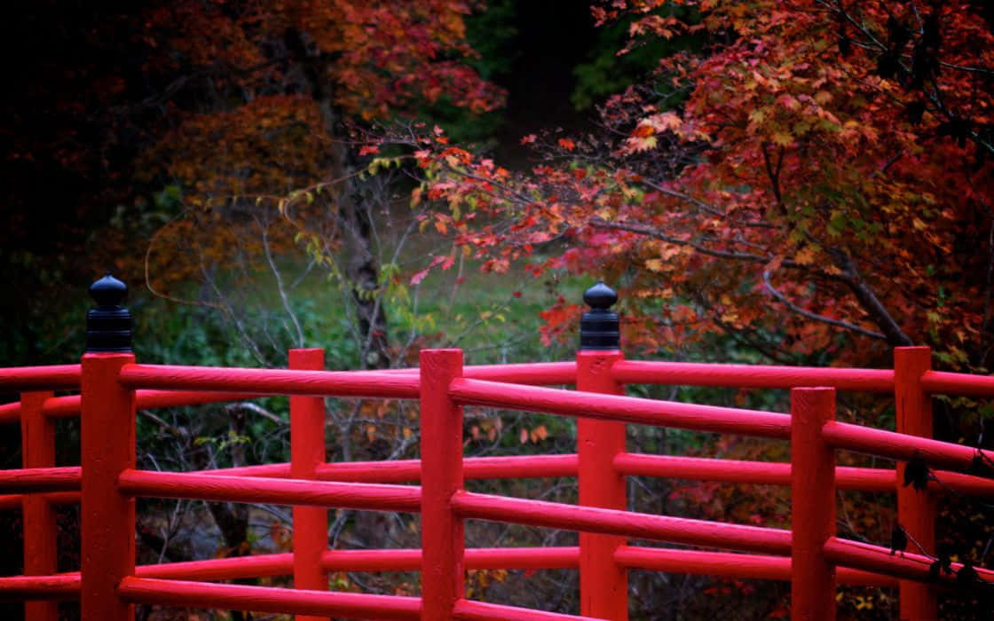 Red Japanese 桌布 壁紙 — 一座鮮紅色的木橋，帶有黑色頂飾，框住了火橙色和深紅色的秋葉。