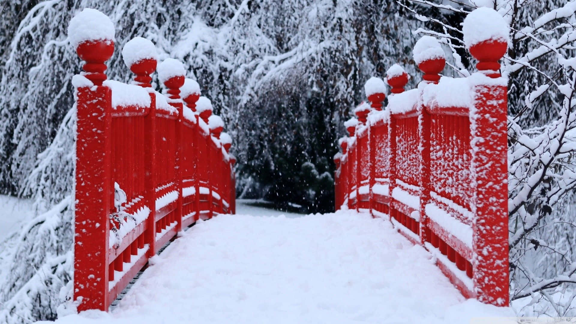 High Resolution Snow 桌布 壁紙 — 一座鮮紅色的木橋被新雪覆蓋，拱形穿過寧靜的冬季森林，樹木上掛滿積雪。
