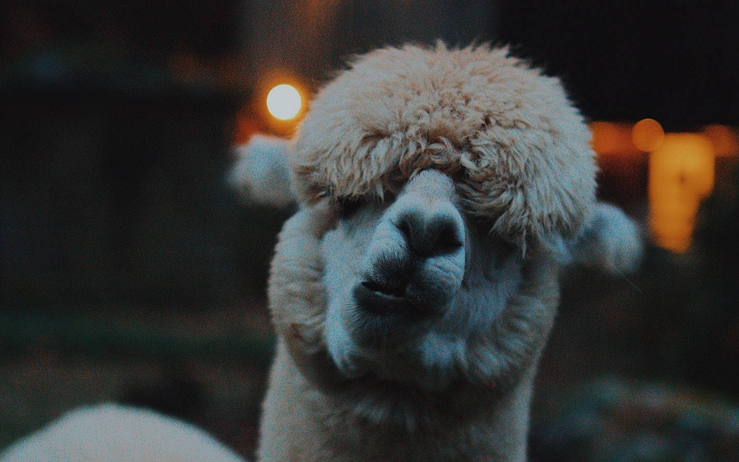 動物 桌布 壁紙 — 一張 fluffy 羊駝的特寫，擁有柔軟的白色毛髮和深色眼睛，在模糊的夜間背景中，伴隨著溫暖的散景燈光向前凝視。