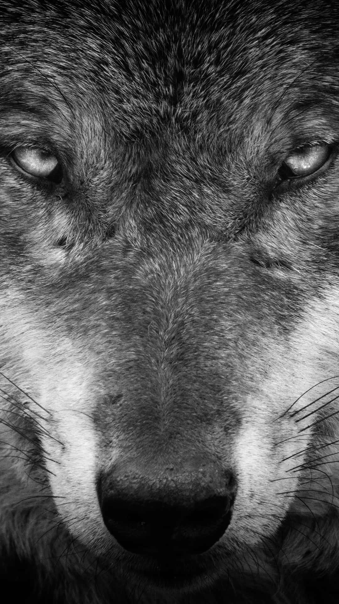 Lone Wolf 桌布 壁紙 — 一張令人難忘的黑白特寫，捕捉狼的強烈目光，毛髮紋理細緻。