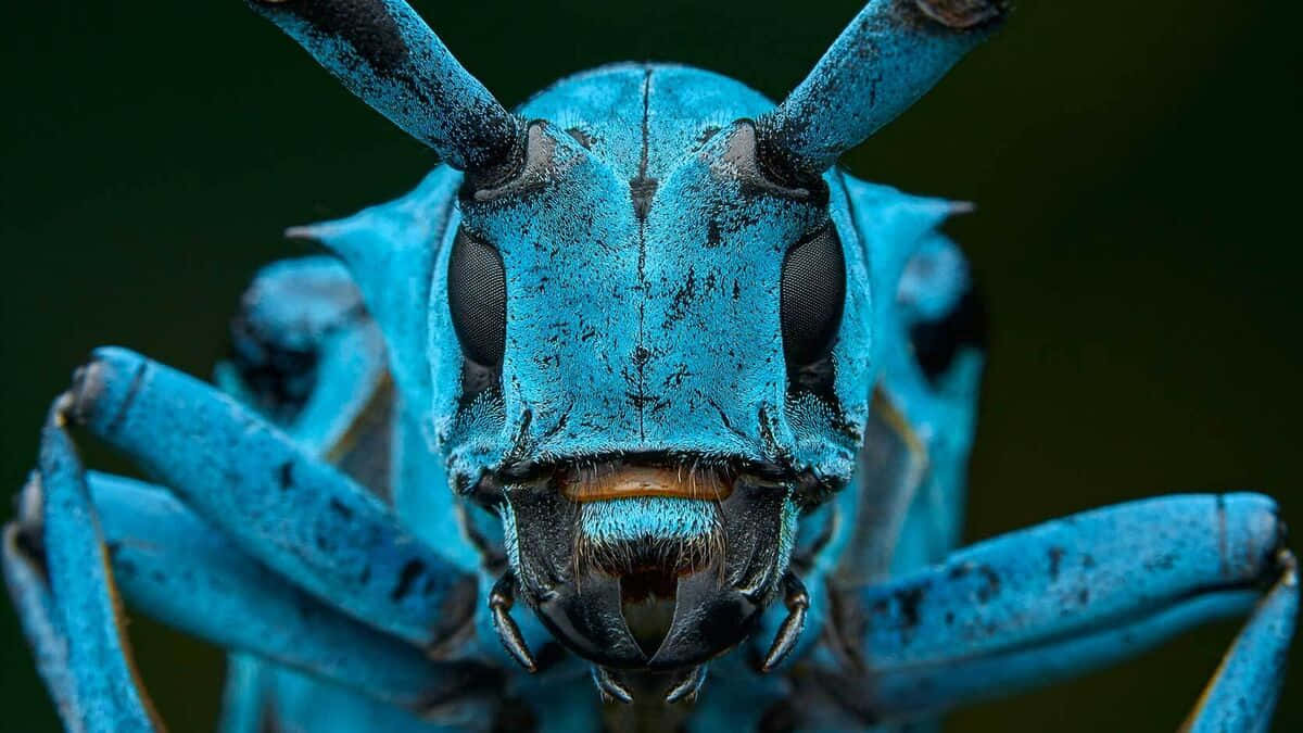 bug 桌布 壁紙 — 一張令人驚嘆的微距照片，捕捉了一隻鮮藍色甲蟲，其細緻紋理和深邃眼睛正凝視著觀看者。