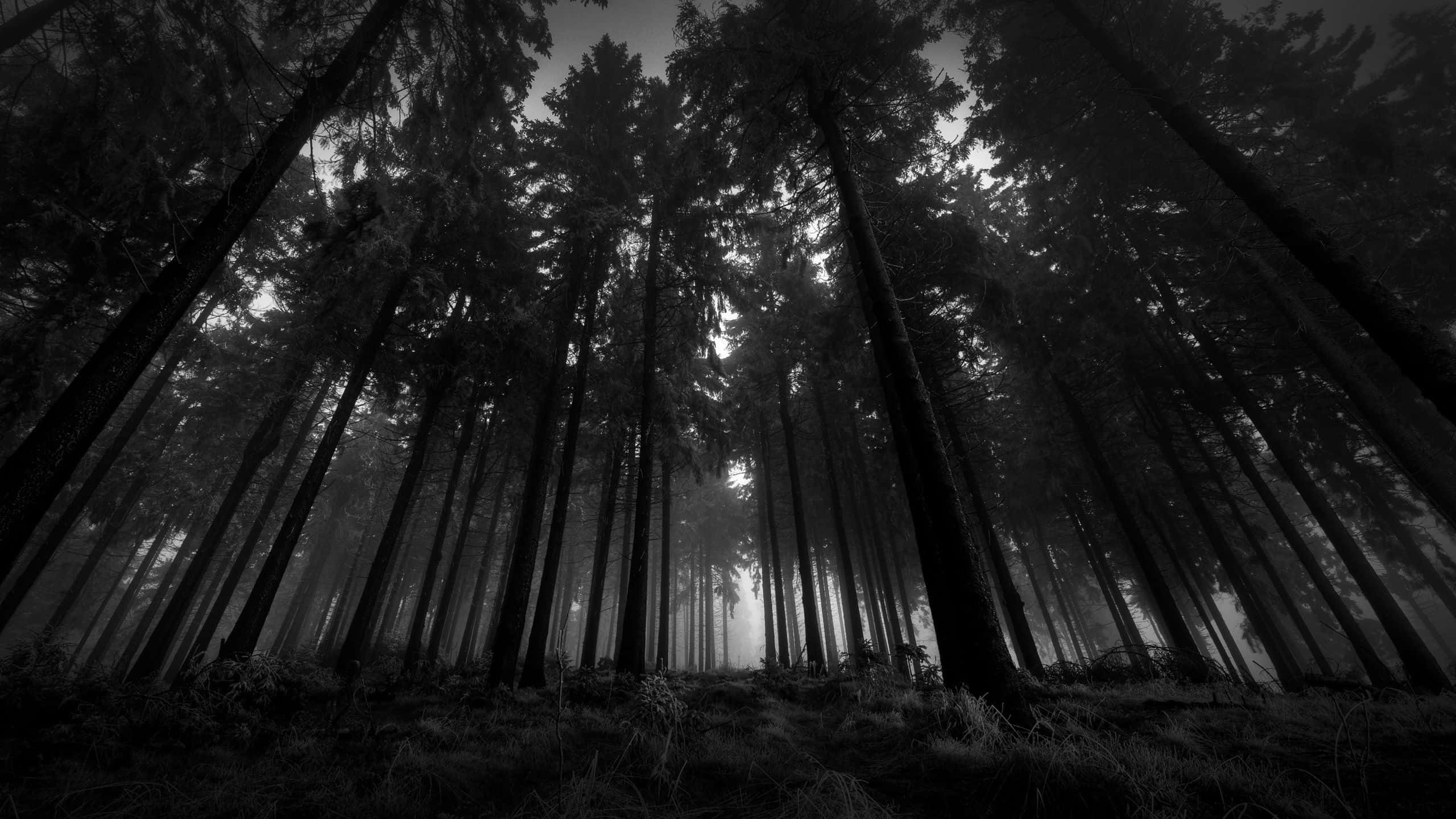 Dark Landscape 桌布 壁紙 — 一張低角度黑白照片，拍攝霧氣森林中高聳的松樹，光線穿過樹冠。