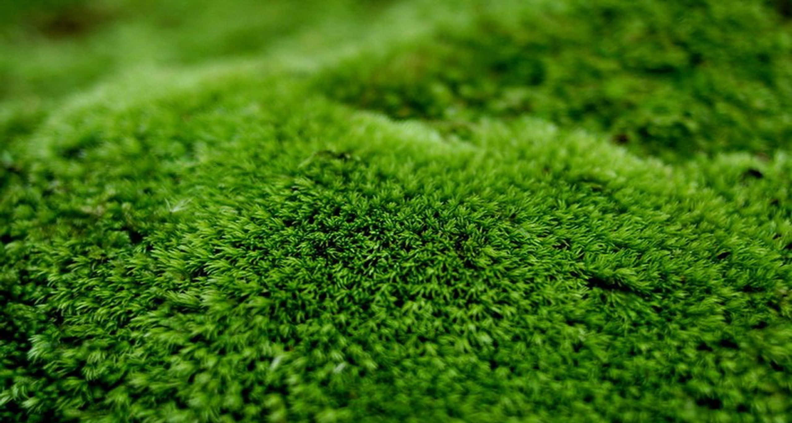 Moss 桌布 壁紙 — 一張充滿活力、茂盛綠色苔蘚的特寫照片，帶有柔和模糊的背景紋理。