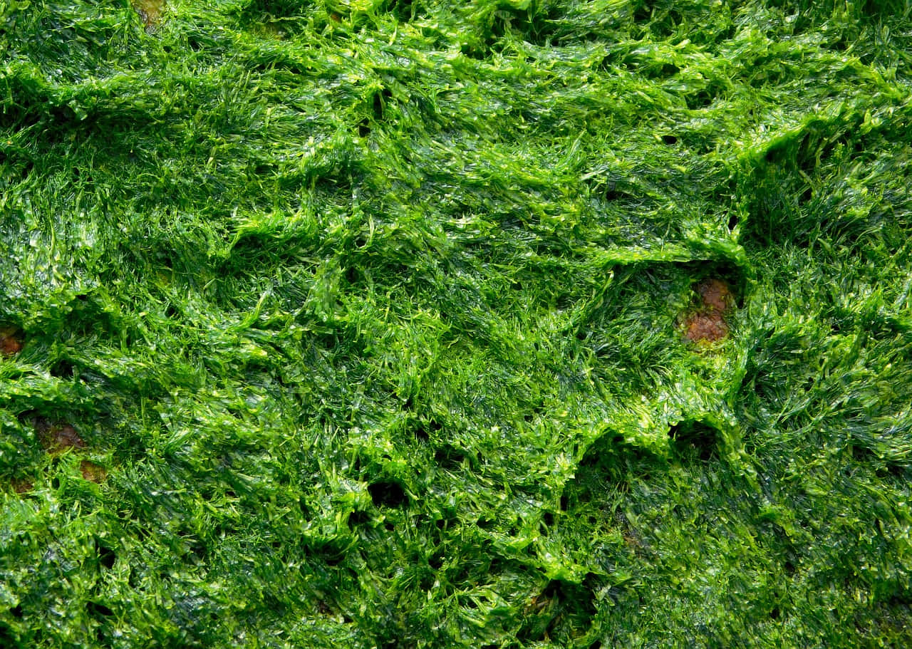 Green Moss 桌布 壁紙 — 一張充滿活力、茂盛翠綠苔蘚的特寫照片，具有複雜的紋理和微妙的土褐色斑塊。