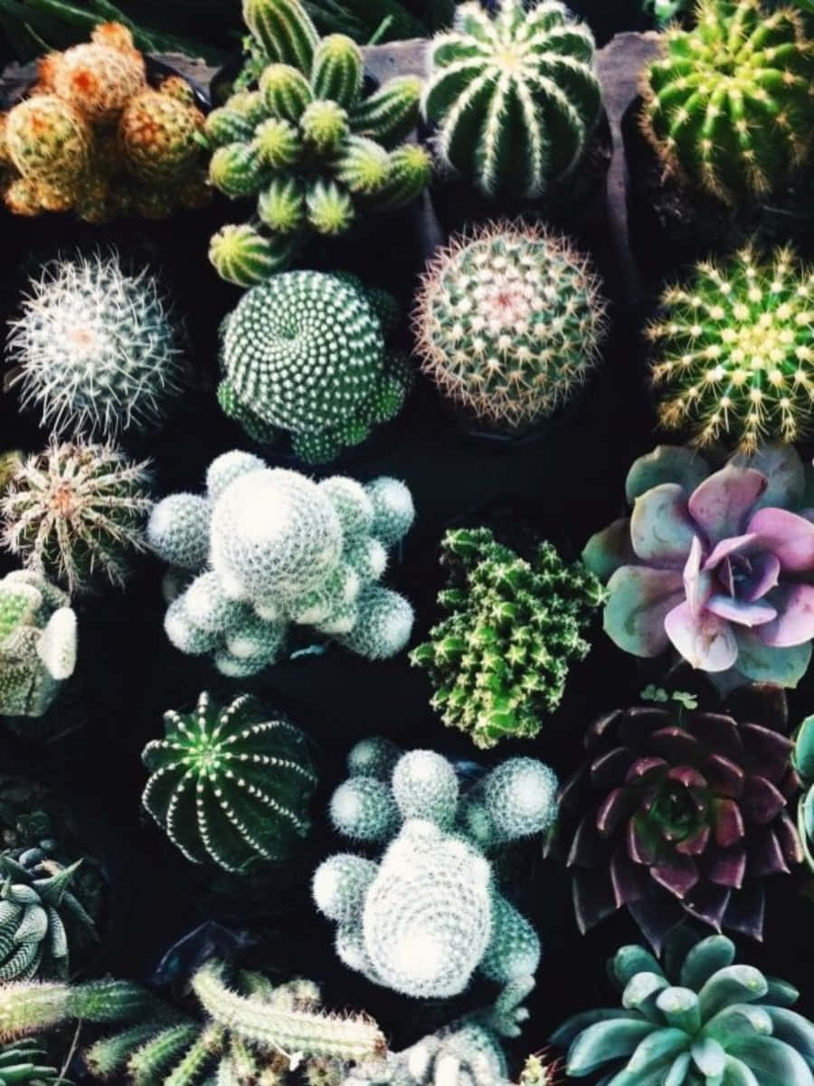 Cactus Plants 桌布 壁紙 — 一張充滿活力的俯拍照片，展示各種形狀和顏色的仙人掌和多肉植物，背景為深色。