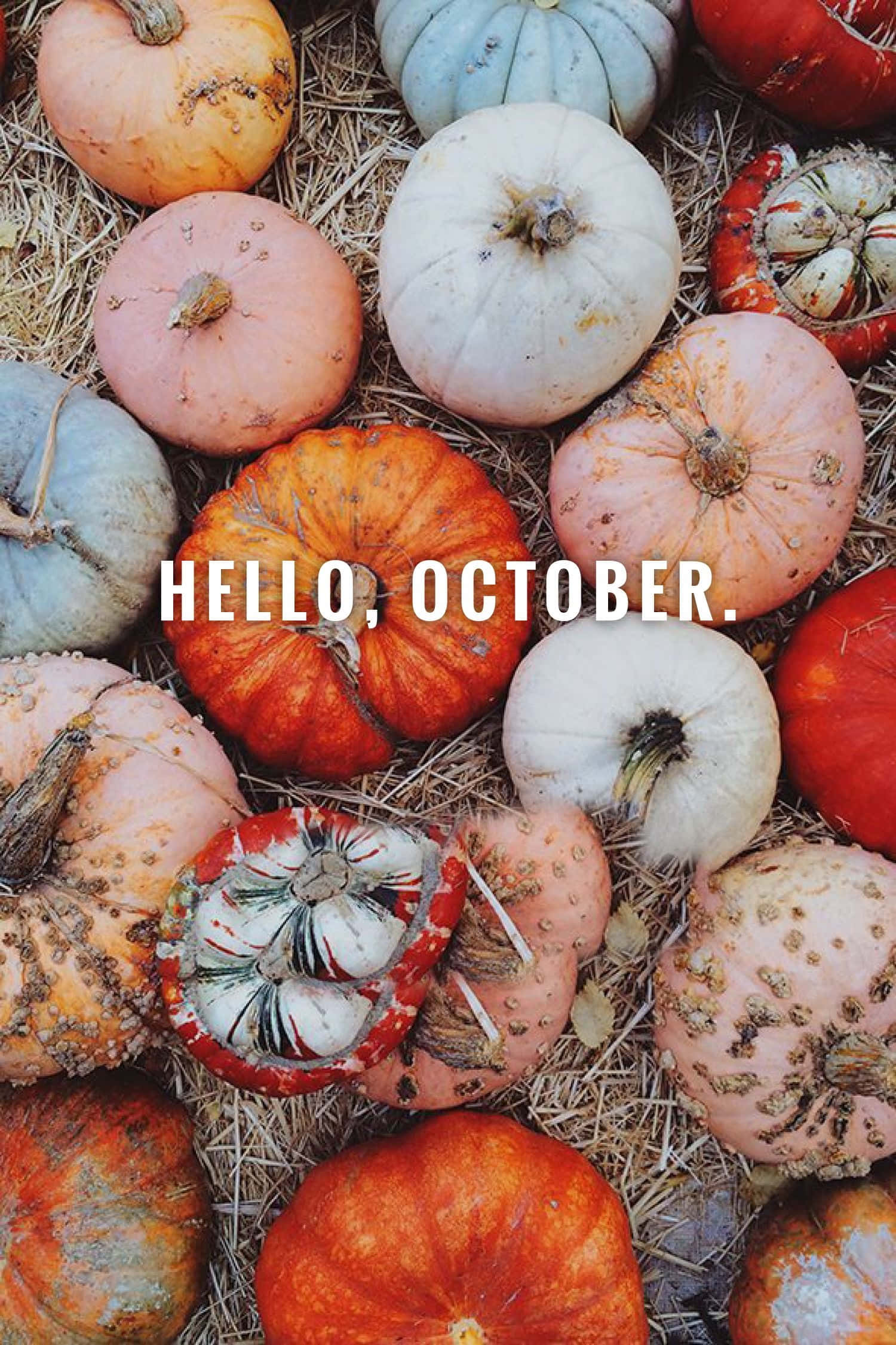 Hello October With Pumpkin 桌布 壁紙 — 一張充滿活力的俯拍照片，展示各種南瓜和葫蘆在秋季色調中放在稻草上，並帶有hello october文字。