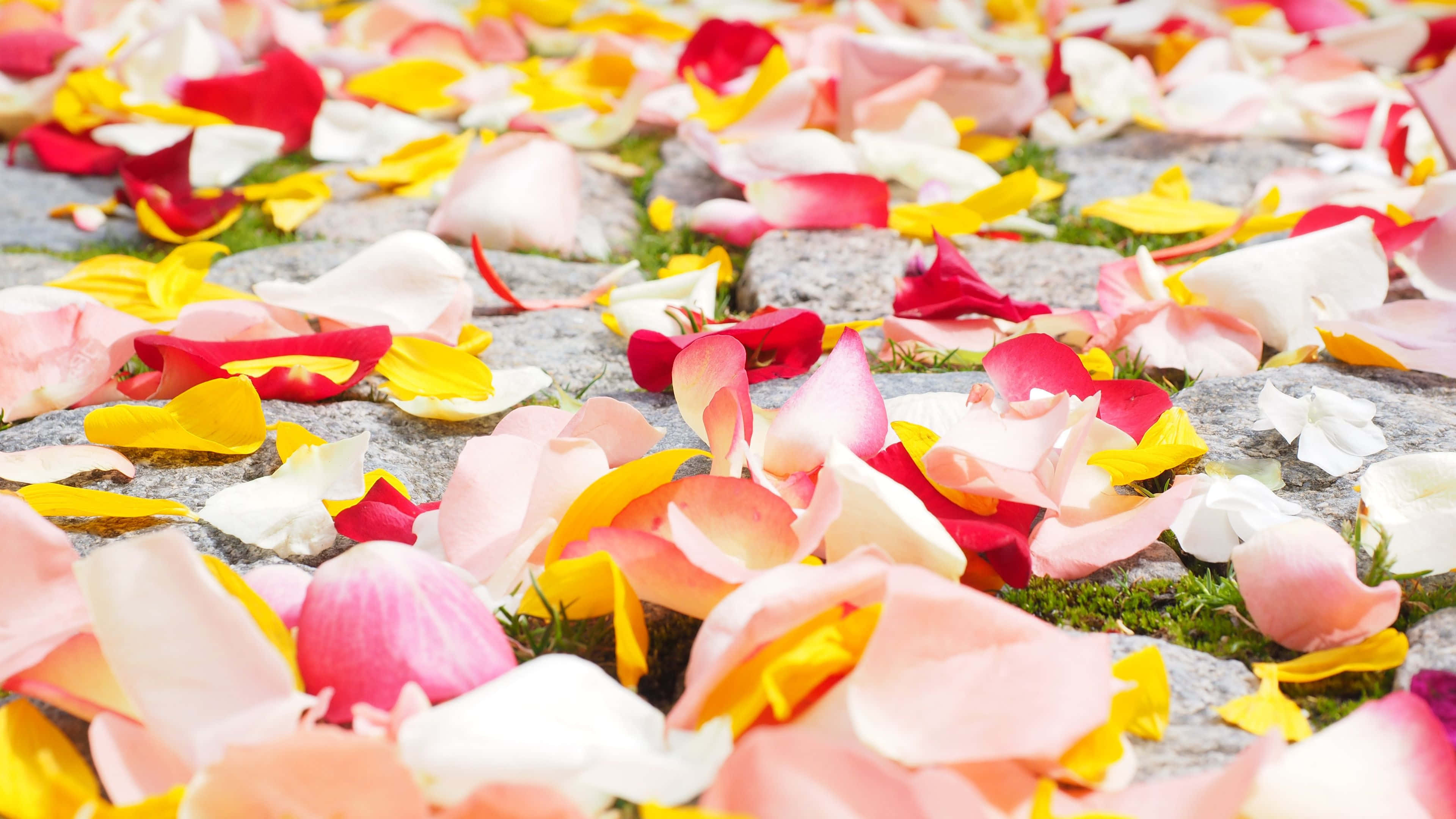 Rose Petal 桌布 壁紙 — 一張充滿活力的地毯，由粉紅、黃色和白色的玫瑰花瓣散落在灰色鵝卵石上，綠色苔蘚從縫隙中探出頭來。