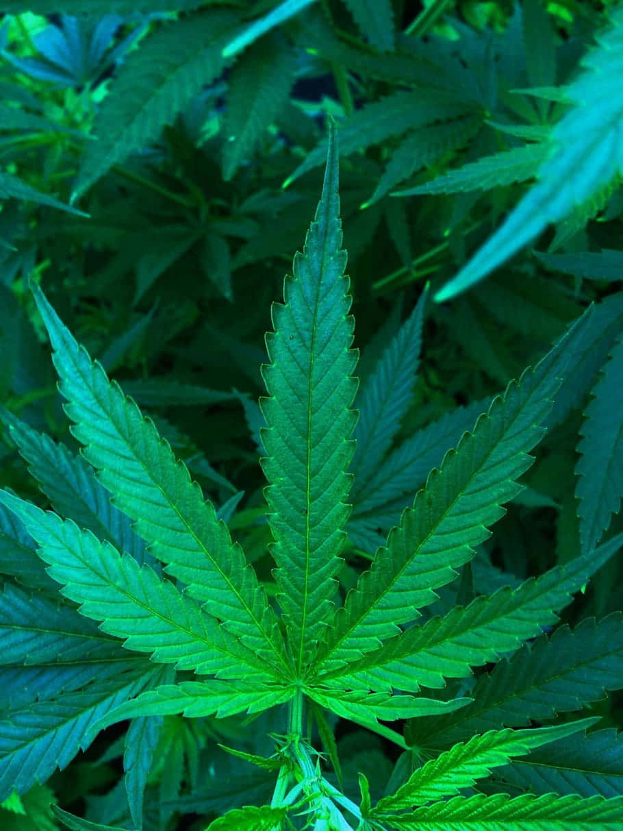 葉子 桌布 壁紙 — 一張充滿活力的綠色大麻葉特寫，葉緣呈鋸齒狀，葉脈清晰，背景為模糊的樹葉。
