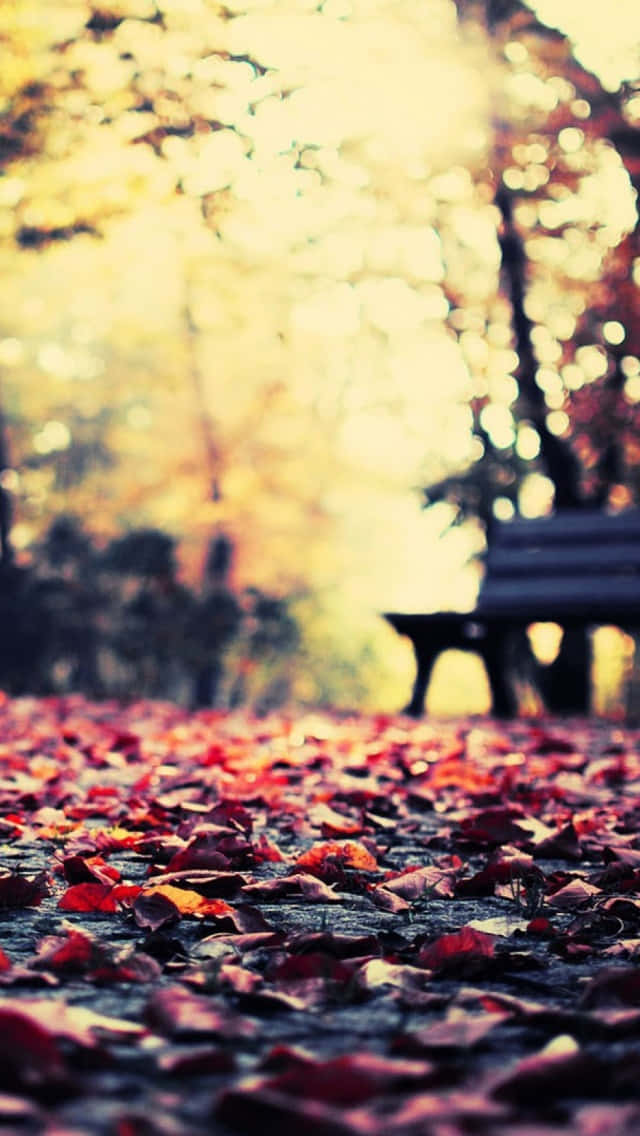 Vintage Autumn 桌布 壁紙 — 一張公園長椅靜靜地坐在金色秋樹下，深紅色的樹葉以柔焦覆蓋地面。