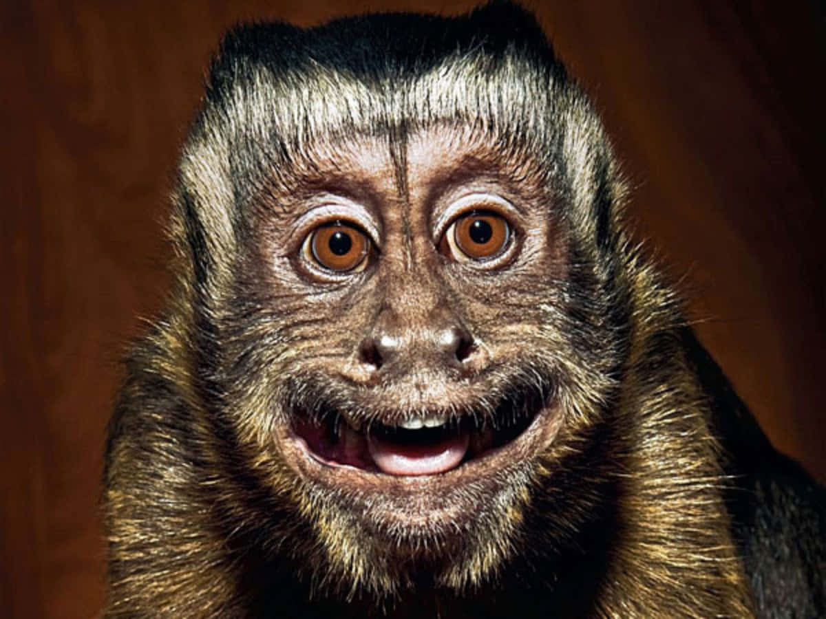 Monkey Funny 桌布 壁紙 — 一張卷尾猴的近距離照片，有著寬闊好奇的眼睛和露齒的笑容，背景是溫暖的棕色。