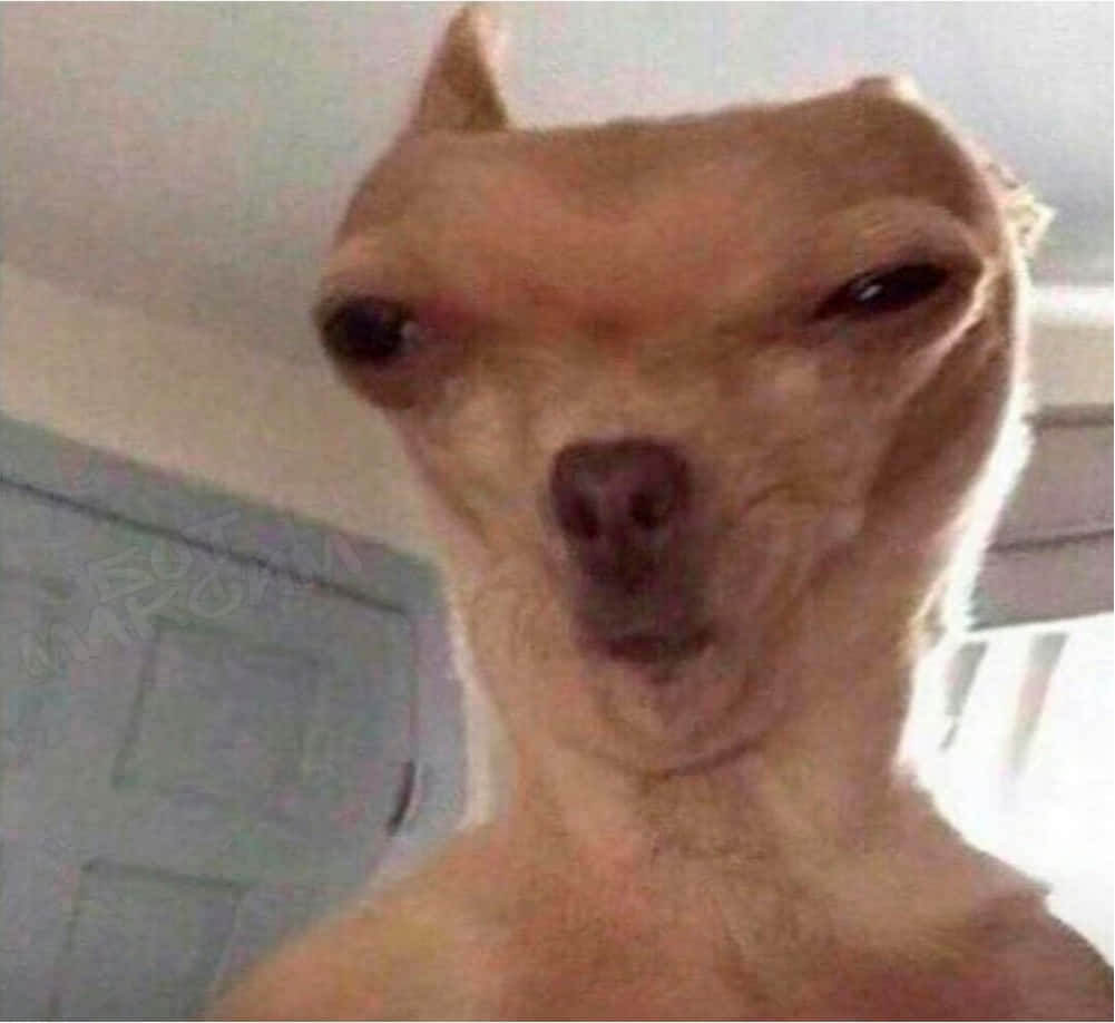 Dog Meme 桌布 壁紙 — 一張吉娃娃的特寫，由於魚眼鏡頭效果，面部滑稽地扭曲。
