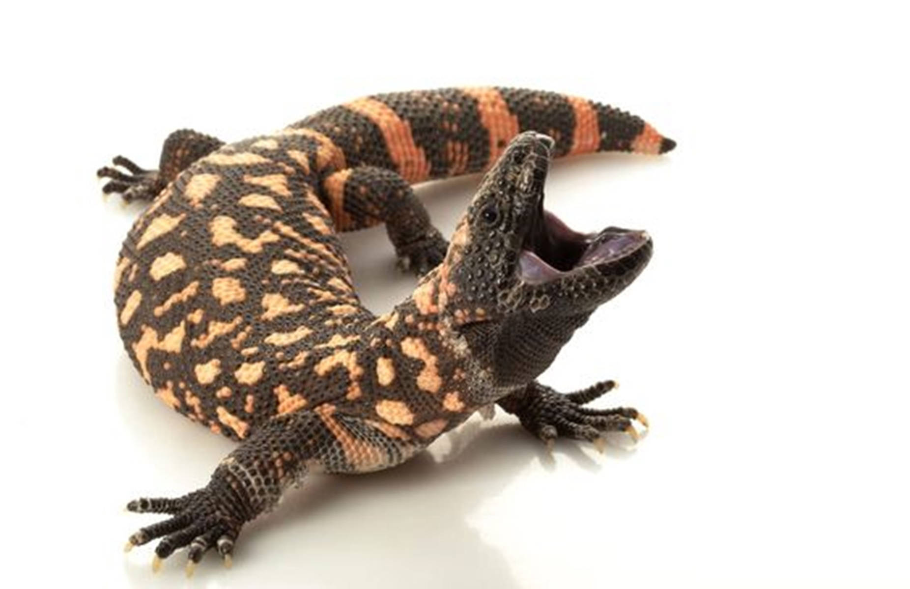 reptile 桌布 壁紙 — 一張吉拉毒蜥的近距離照片，帶有黑色和橙色圖案，在純白色背景上打哈欠。