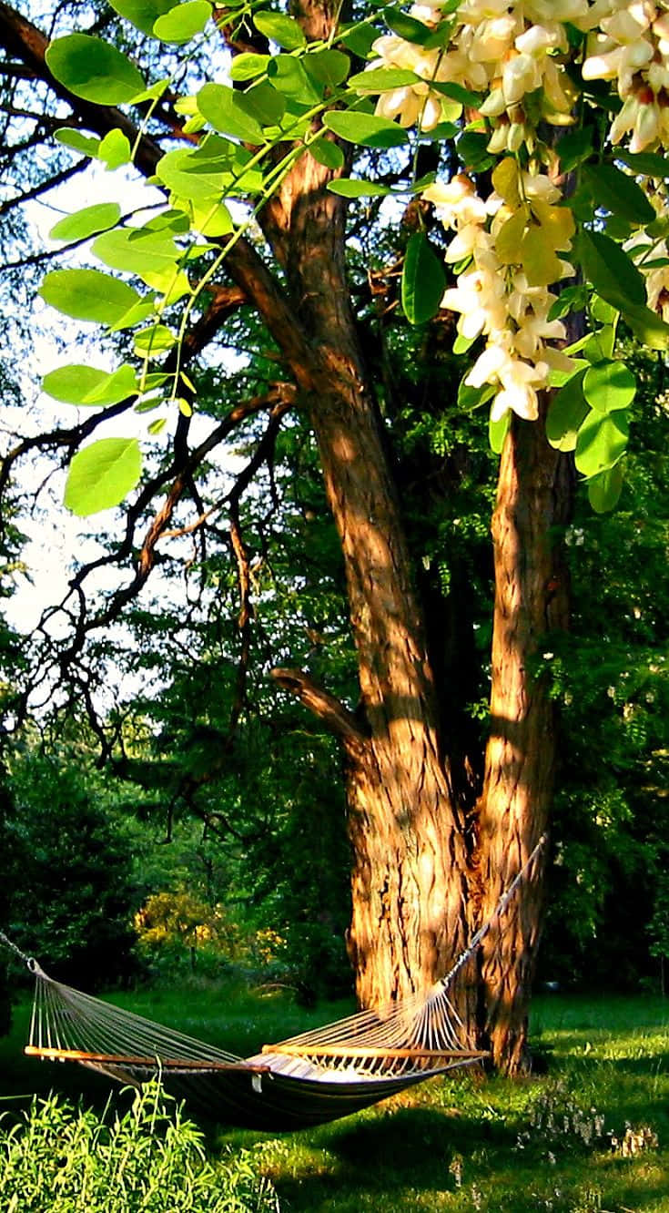 Black Locust 桌布 壁紙 — 一張吊床在陽光明媚的花園中，懸掛在一棵開滿白花、綠葉茂盛的樹下，顯得寧靜祥和。