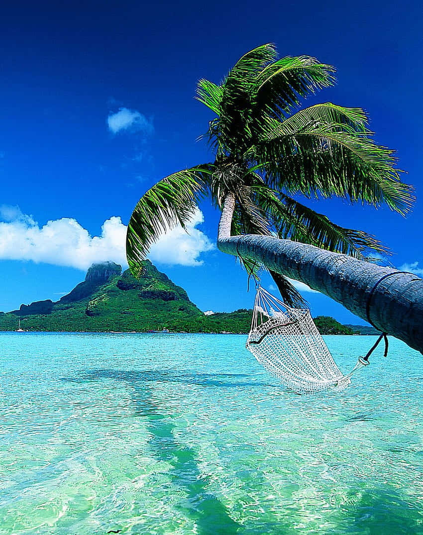 Bora Bora 桌布 壁紙 — 一張吊床掛在傾斜的棕櫚樹上，下方是碧綠色的海水，遠處是鬱鬱蔥蔥的島嶼，頭頂是明亮的藍天。