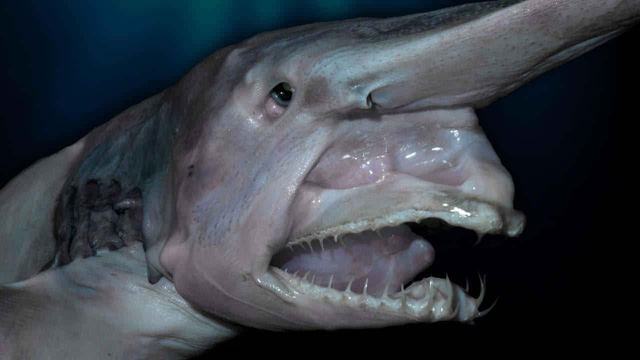 Underwater Scary Ocean 桌布 壁紙 — 一張哥布林鯊魚的特寫照片，嘴巴大張，露出鋒利的牙齒，背景是深藍色。