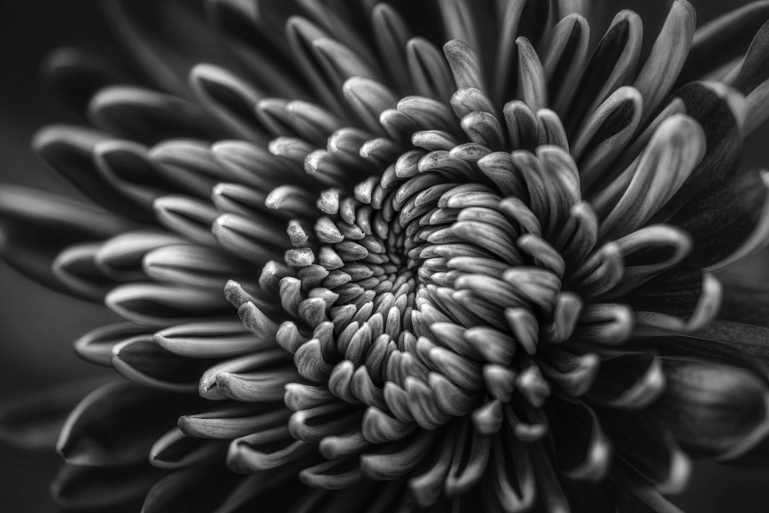 Beautiful Macro 桌布 壁紙 — 一張單色微距拍攝菊花複雜螺旋花瓣從密集中心向外輻射的照片。