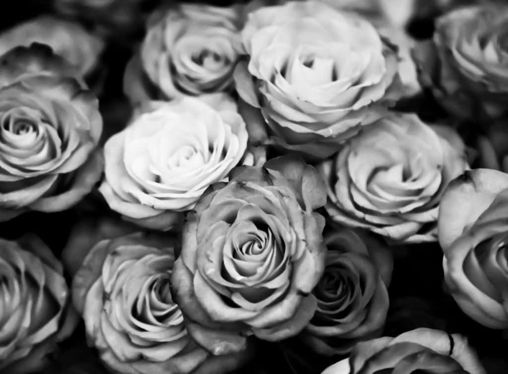 Black Rose Aesthetic 桌布 壁紙 — 一張單色特寫，展現茂盛玫瑰的複雜花瓣層次和柔和陰影，營造出永恆優雅的質感。