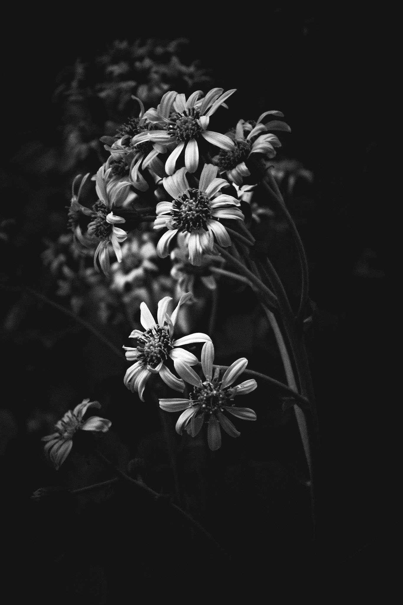Monochrome 桌布 壁紙 — 一張單色特寫，拍攝精緻的雛菊狀花朵，花瓣複雜，花心深色，背景深邃陰暗。