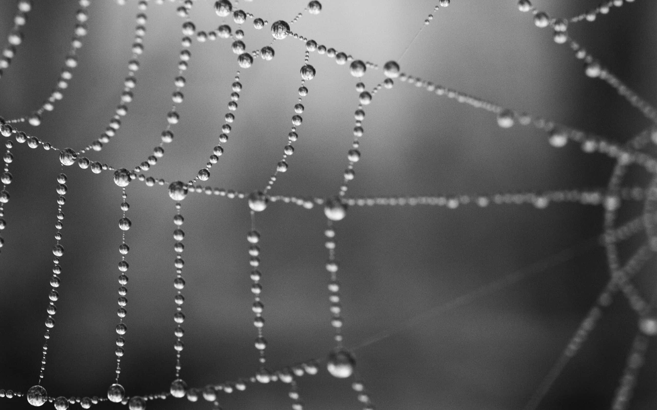 Water Drops 桌布 壁紙 — 一張單色特寫，蜘蛛網上精緻地點綴著閃閃發光的露珠，背景柔和模糊。