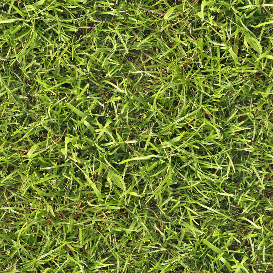 Grass Texture 桌布 壁紙 — 一張在明亮日光下拍攝的茂密綠草葉特寫照片，具有自然紋理和散落的棕色莖幹。