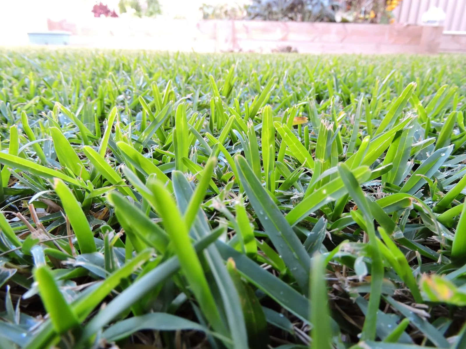 Grass 桌布 壁紙 — 一張在明亮陽光下，充滿活力的綠色草葉上帶有露珠的特寫照片。
