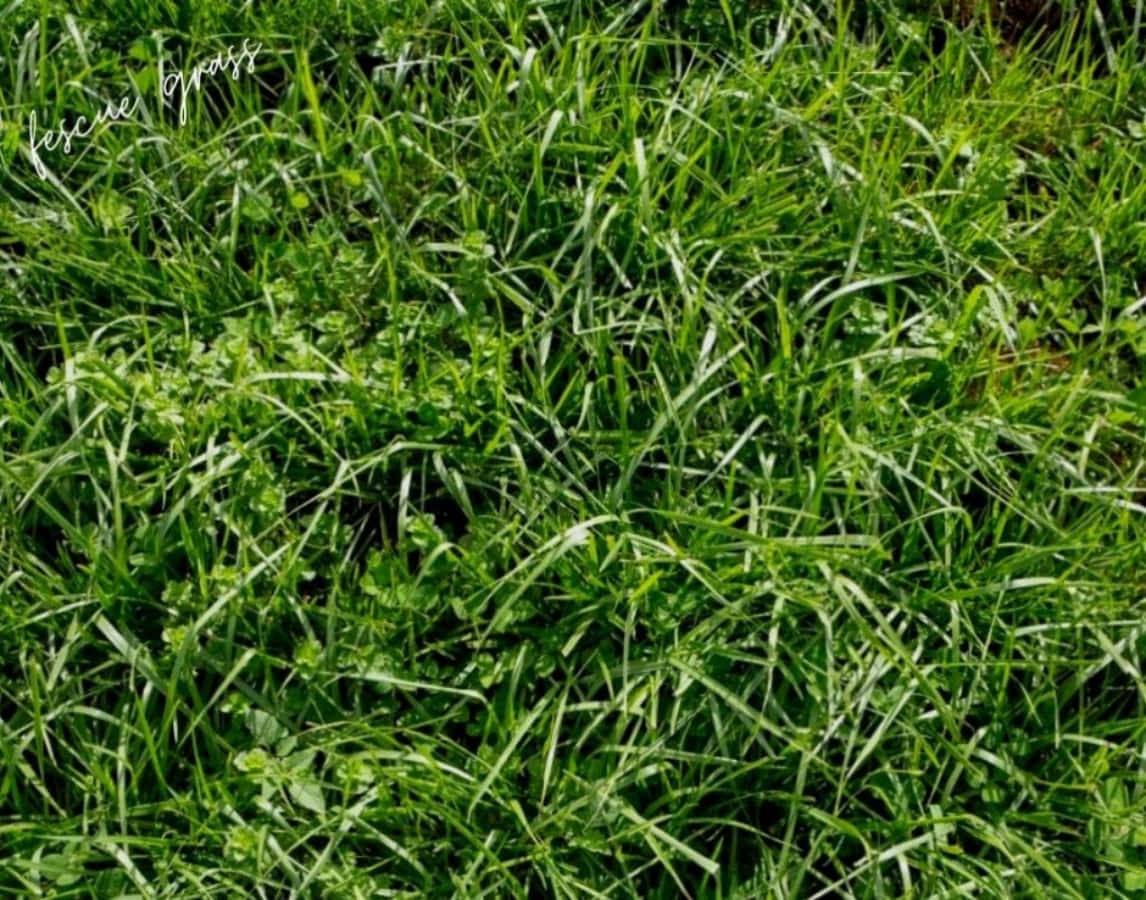 Grass 桌布 壁紙 — 一張在柔和自然光下，茂密綠色羊茅草與三葉草混合的特寫照片。