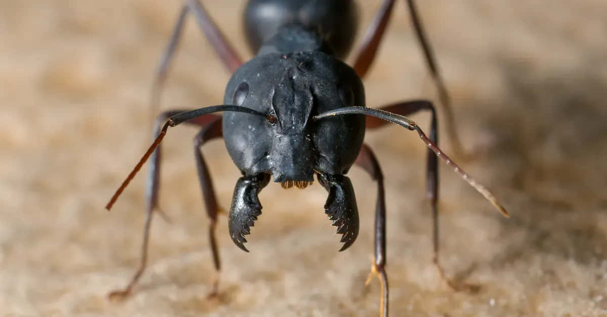 bug 桌布 壁紙 — 一張在沙地上面向鏡頭、帶有大顎的黑蟻特寫照片。