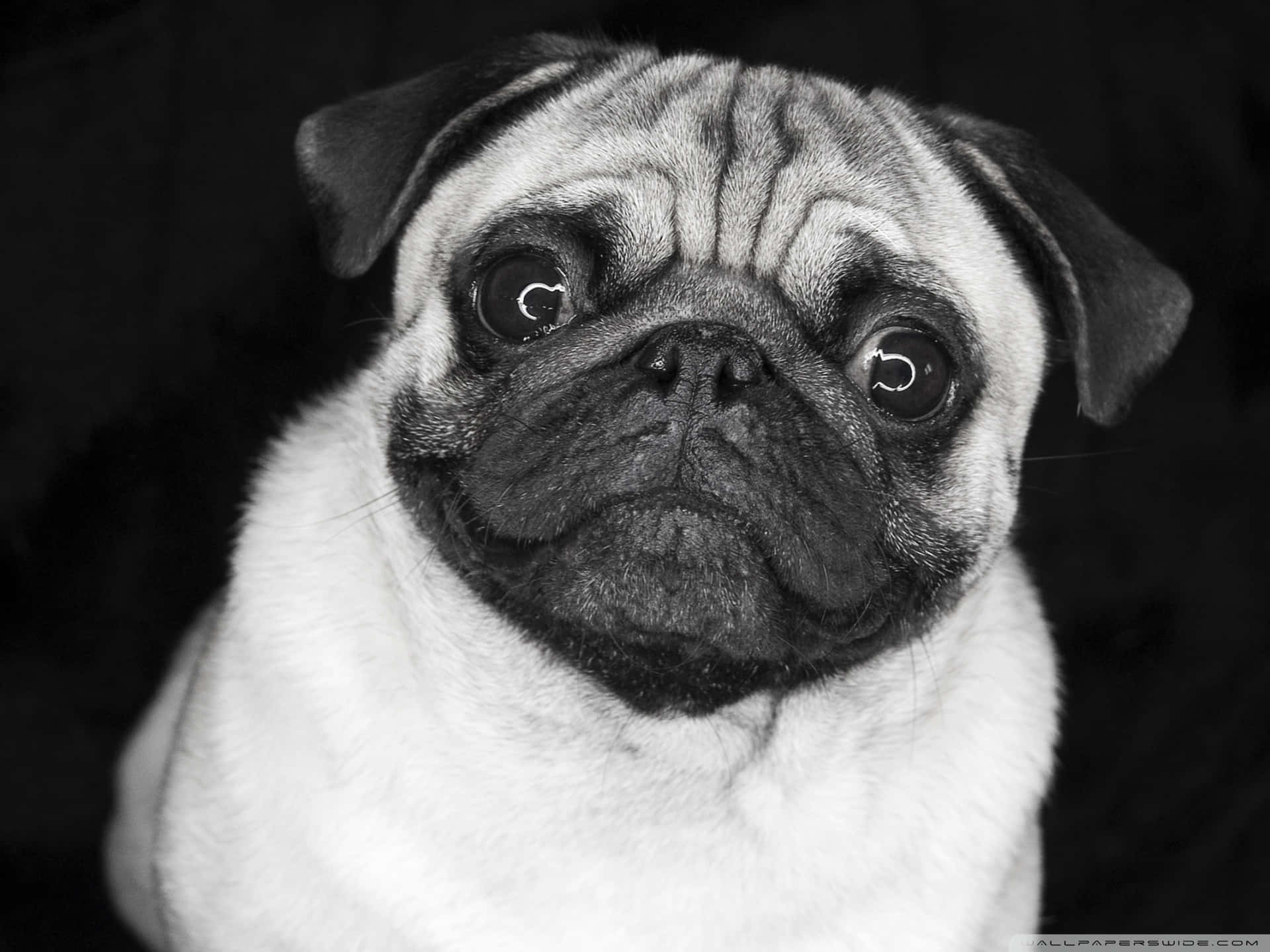Pug 桌布 壁紙 — 一張在深色背景下，哈巴狗皺巴巴的臉和充滿靈魂的眼睛的特寫黑白肖像。