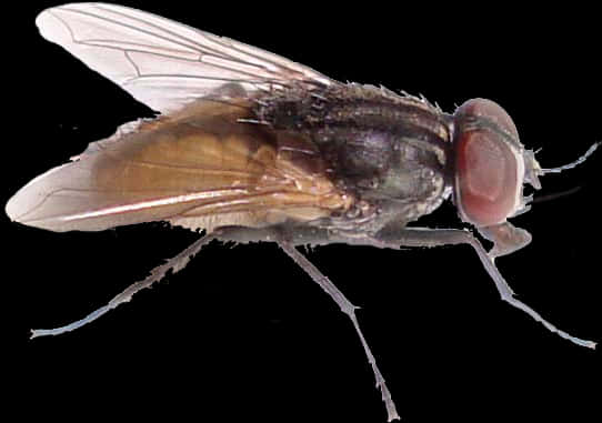 Insects 桌布 壁紙 — 一張在純黑背景下拍攝的家蠅特寫微距照片，揭示了複雜的翅脈和複眼。