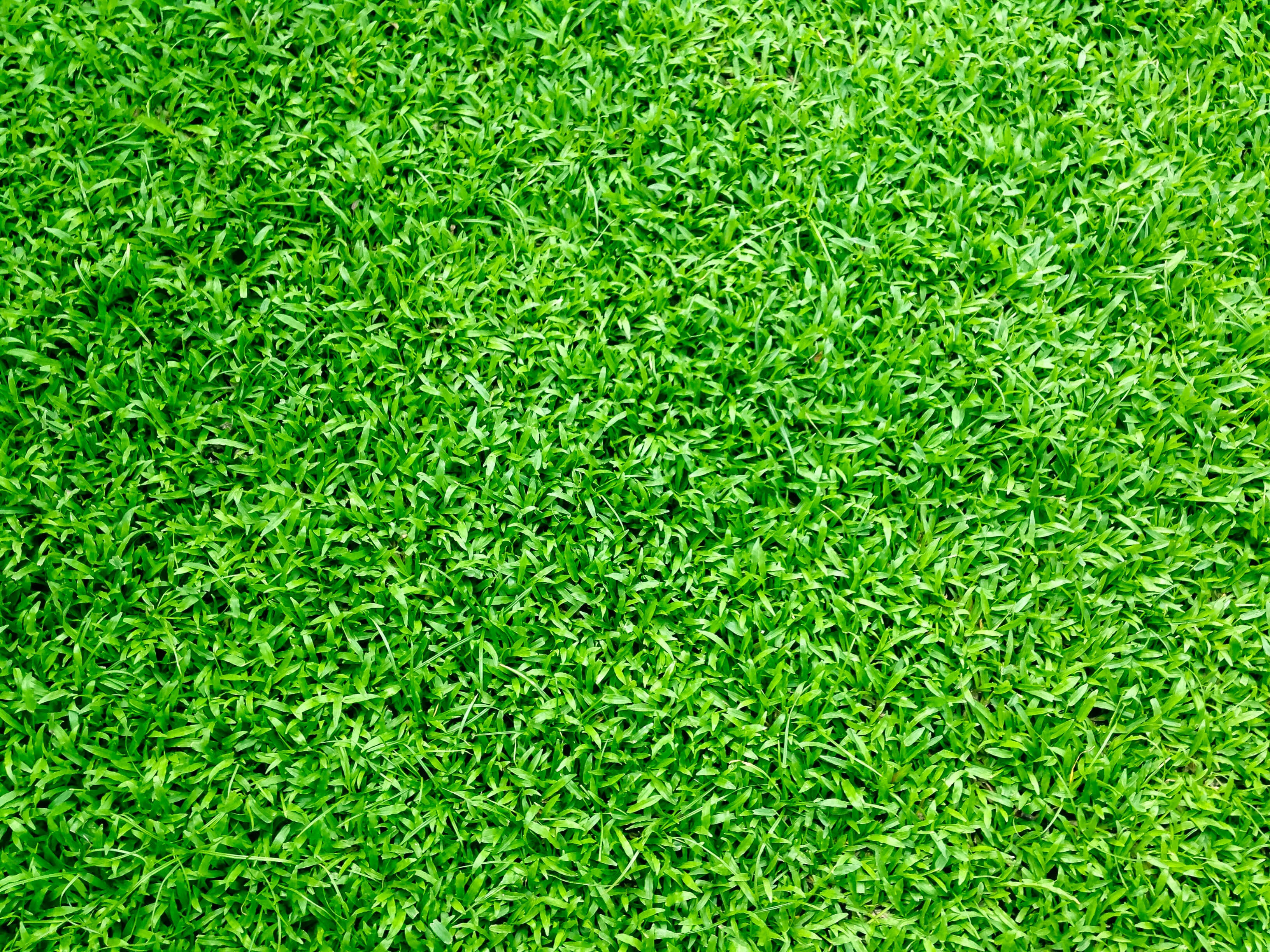 Green Grass 桌布 壁紙 — 一張在自然光下茂密翠綠、輕輕搖曳的草葉特寫照片。