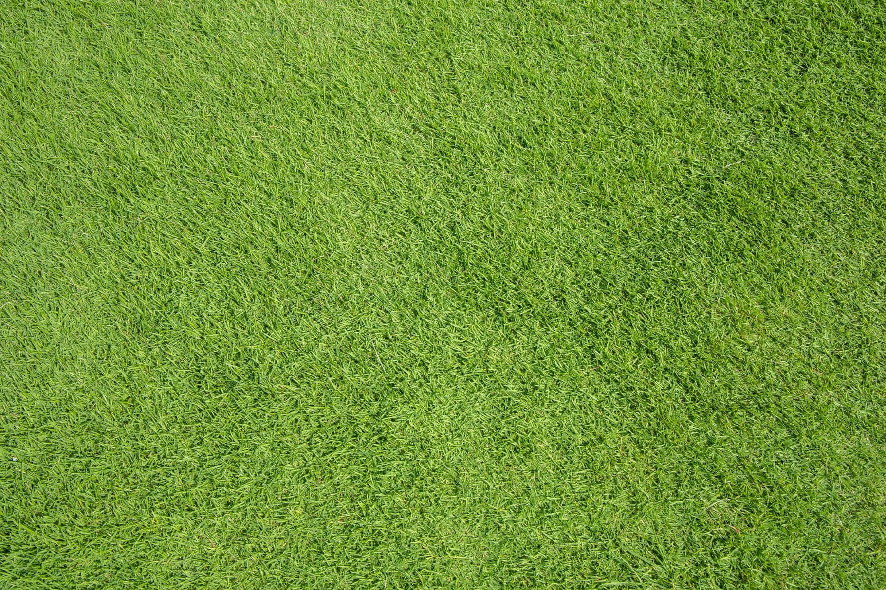Grass Texture 桌布 壁紙 — 一張在自然日光下輕輕搖曳的茂盛鮮綠草葉的特寫照片。