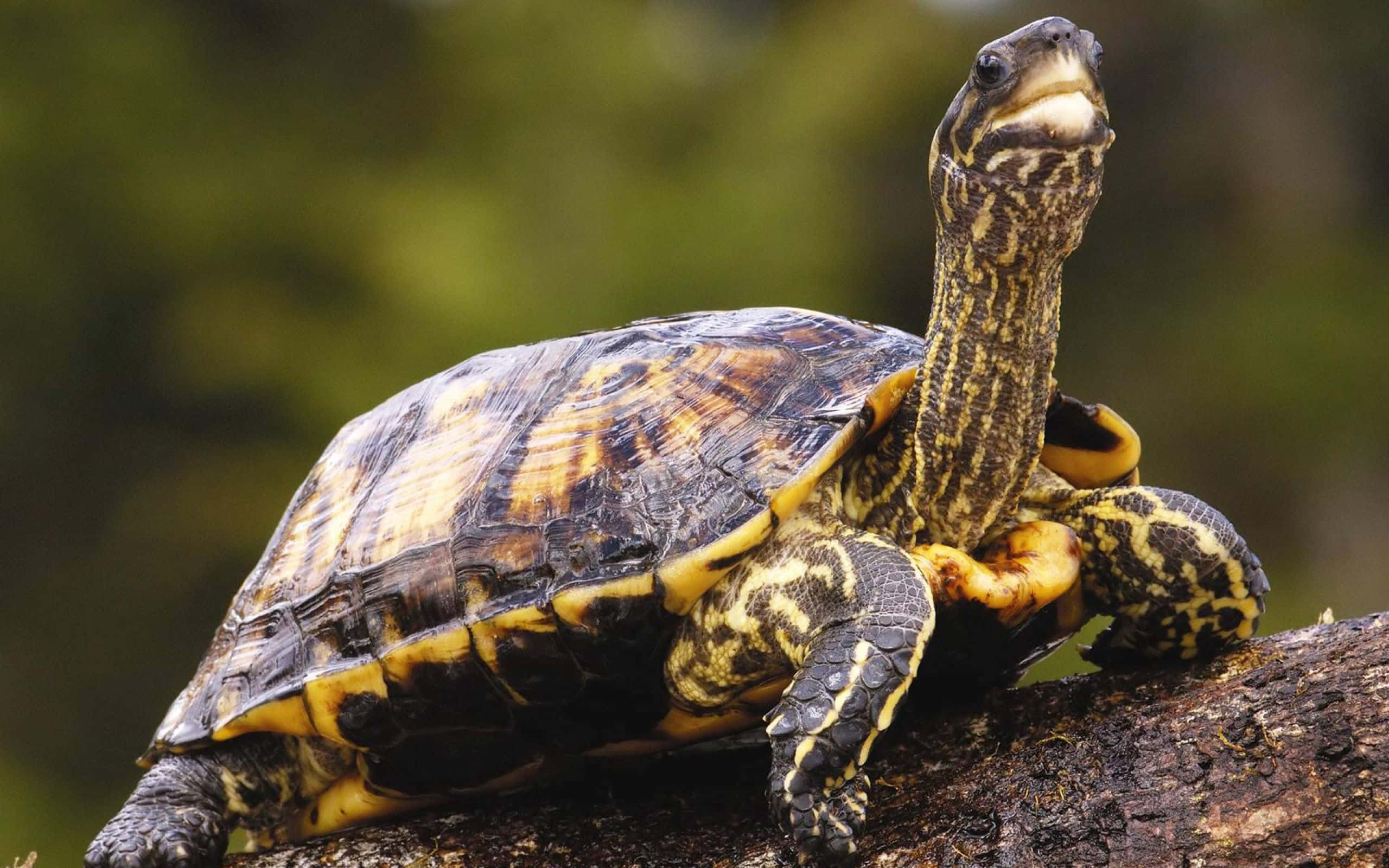 Funny Turtle 桌布 壁紙 — 一張在陽光明媚的森林中，一隻黃腹滑龜警覺地棲息在長滿苔蘚的木頭上的特寫照片。