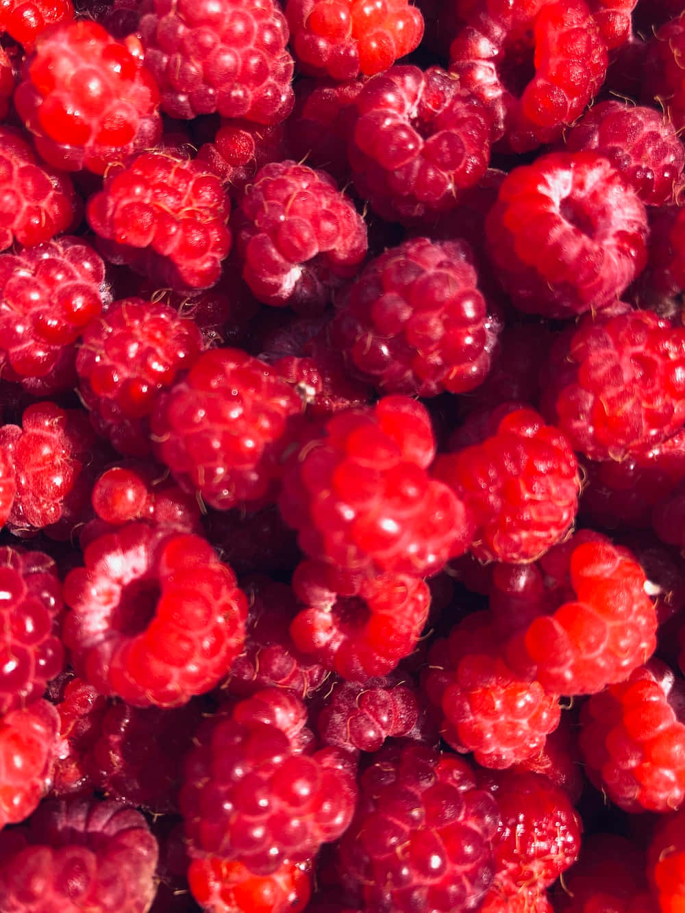 Raspberry 桌布 壁紙 — 一張多汁飽滿的紅色覆盆子特寫照片，帶有露水般的高光閃爍。