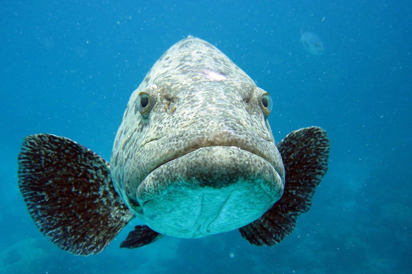 魚 桌布 壁紙 — 一張大型斑點魚在水底近距離拍攝的照片，魚兒直視鏡頭，身上有紋理鱗片和深色魚鰭，背景是清澈的藍色海水。